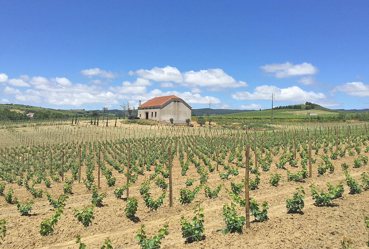 Cas’Amaro – Visita & Prova de Vinhos