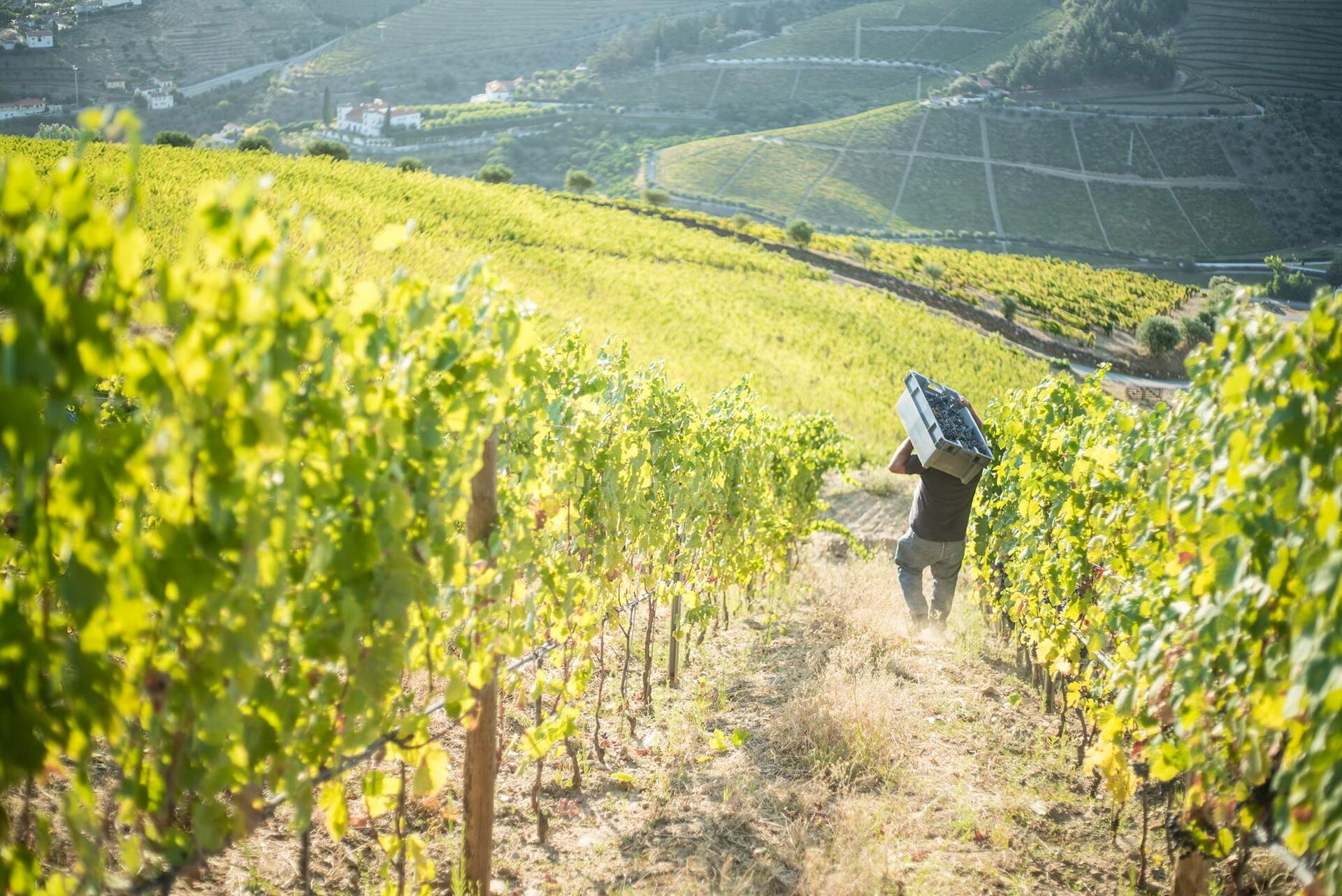 Rota de Vinhos Évora & Alentejo – Privado