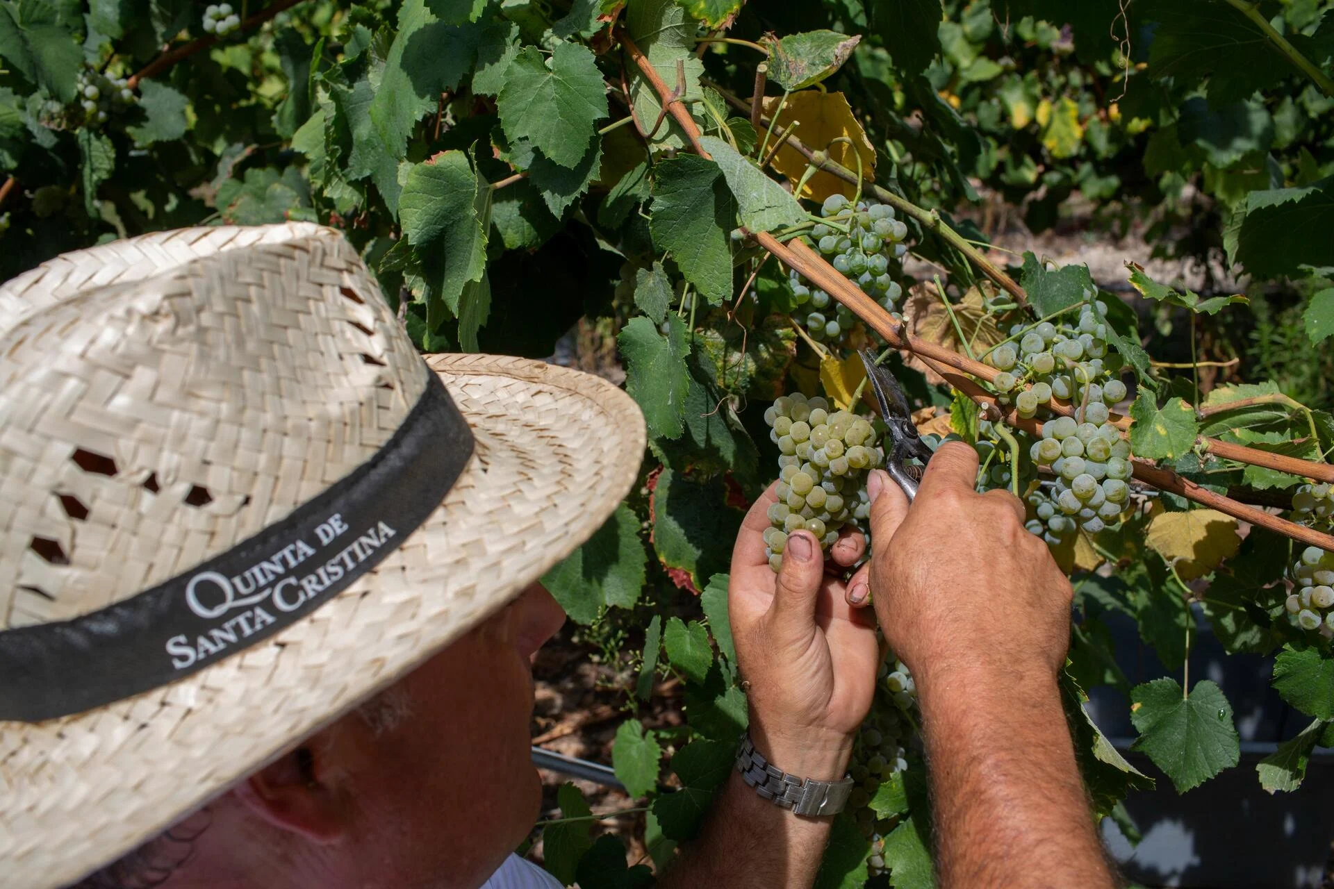Quinta de Santa Cristina – Programa de Vindimas