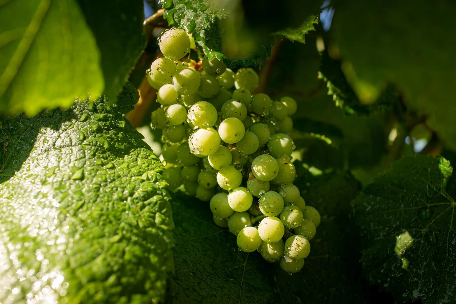 Quinta de Santa Cristina – Programa de Vindimas