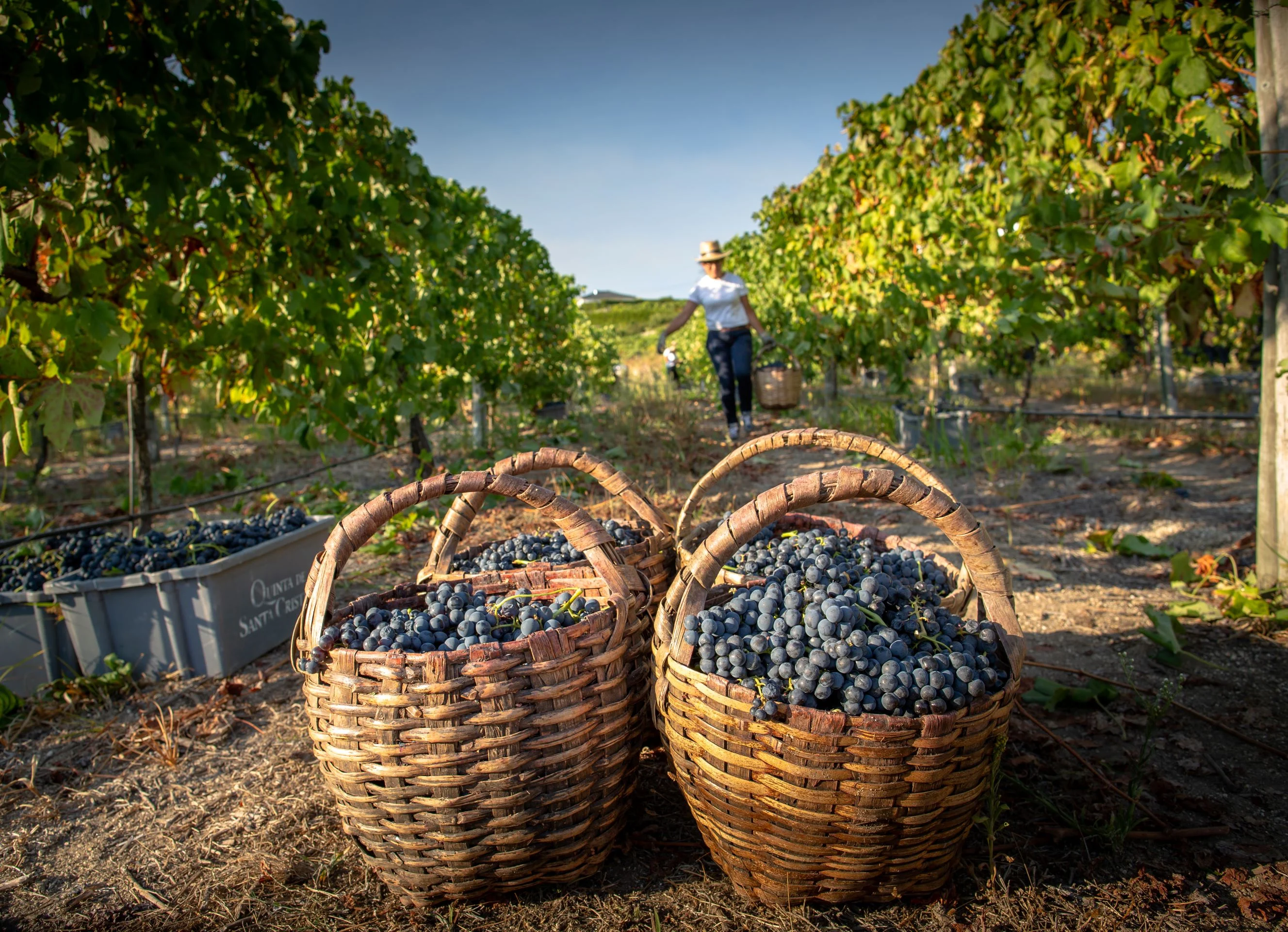 Quinta de Santa Cristina – Programa de Vindimas