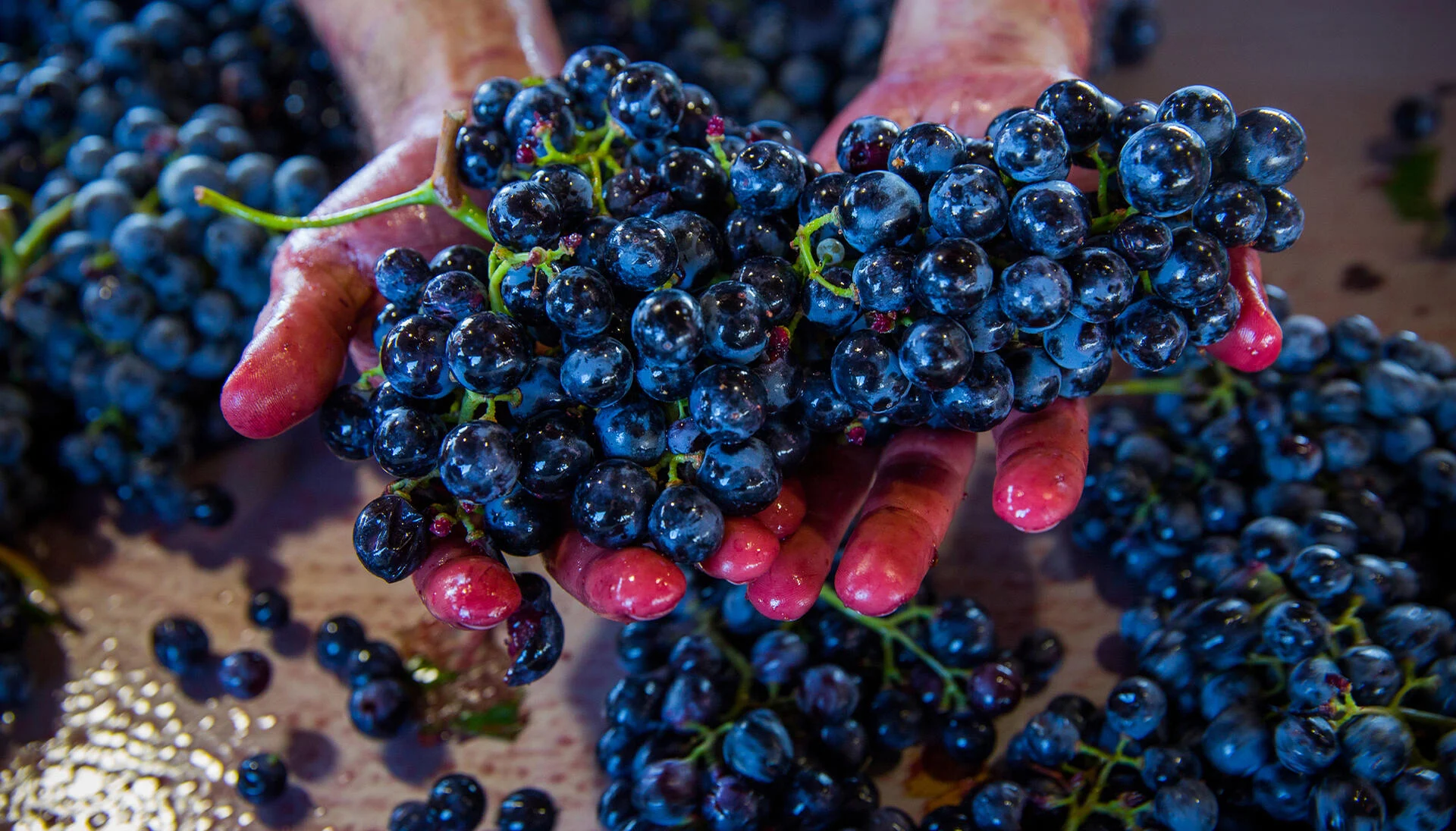 Adega Gran Cruz – Visita & Prova de Vinhos