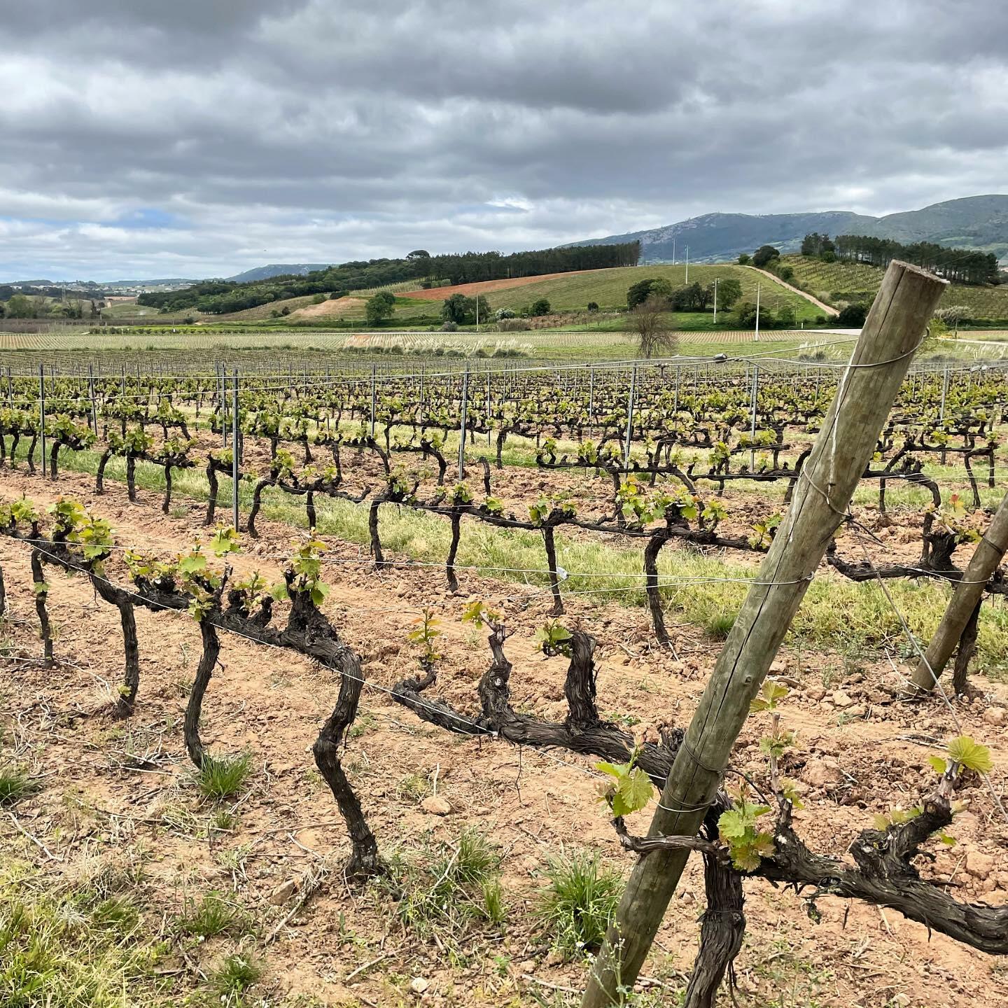 Quinta do Gradil – Visita & Prova de 3 Vinhos