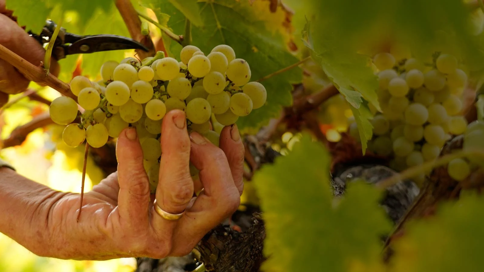 Casa do JOA – Jantar Estrela Michelin