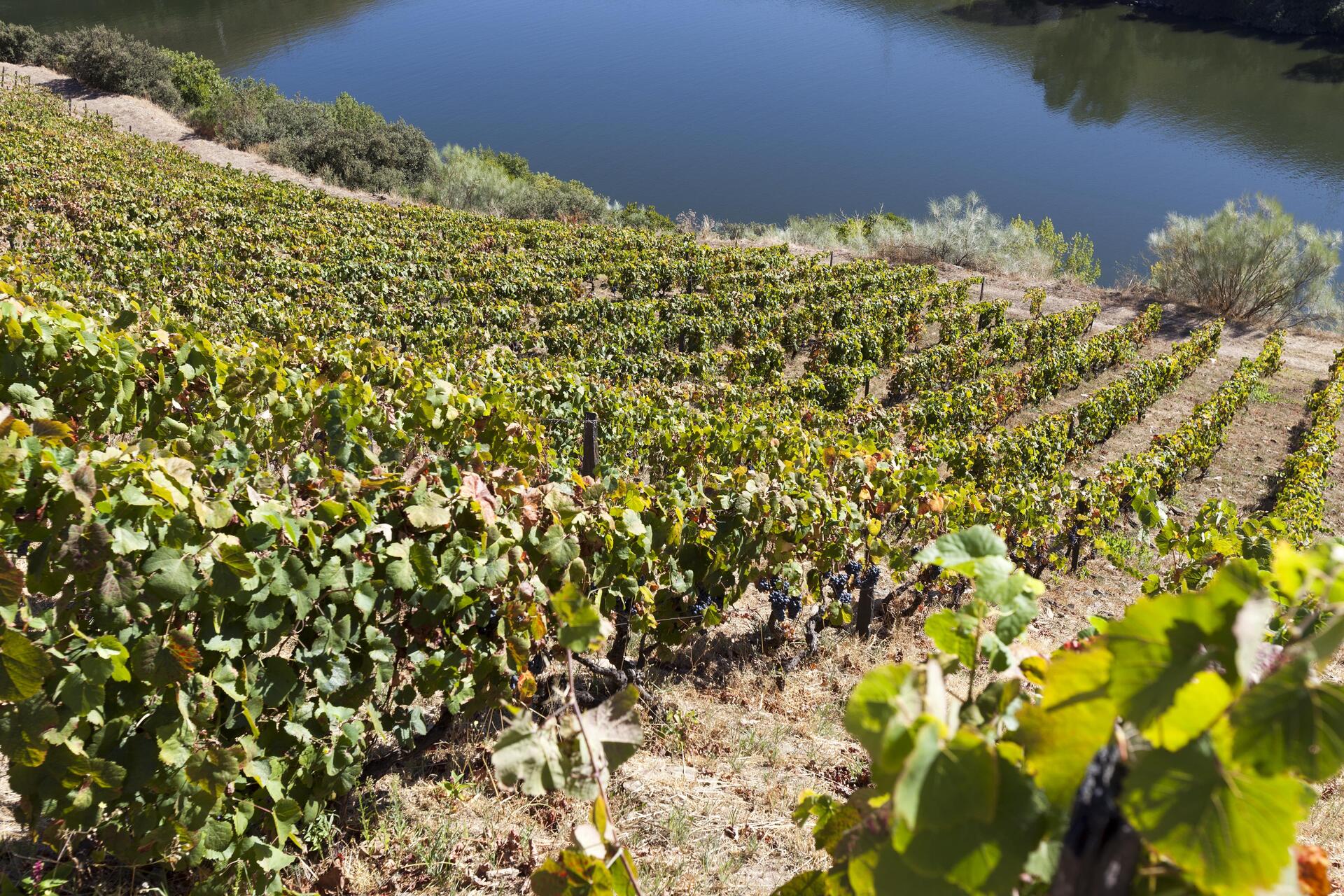 Quinta dos Murças – Visita & Prova Terroir