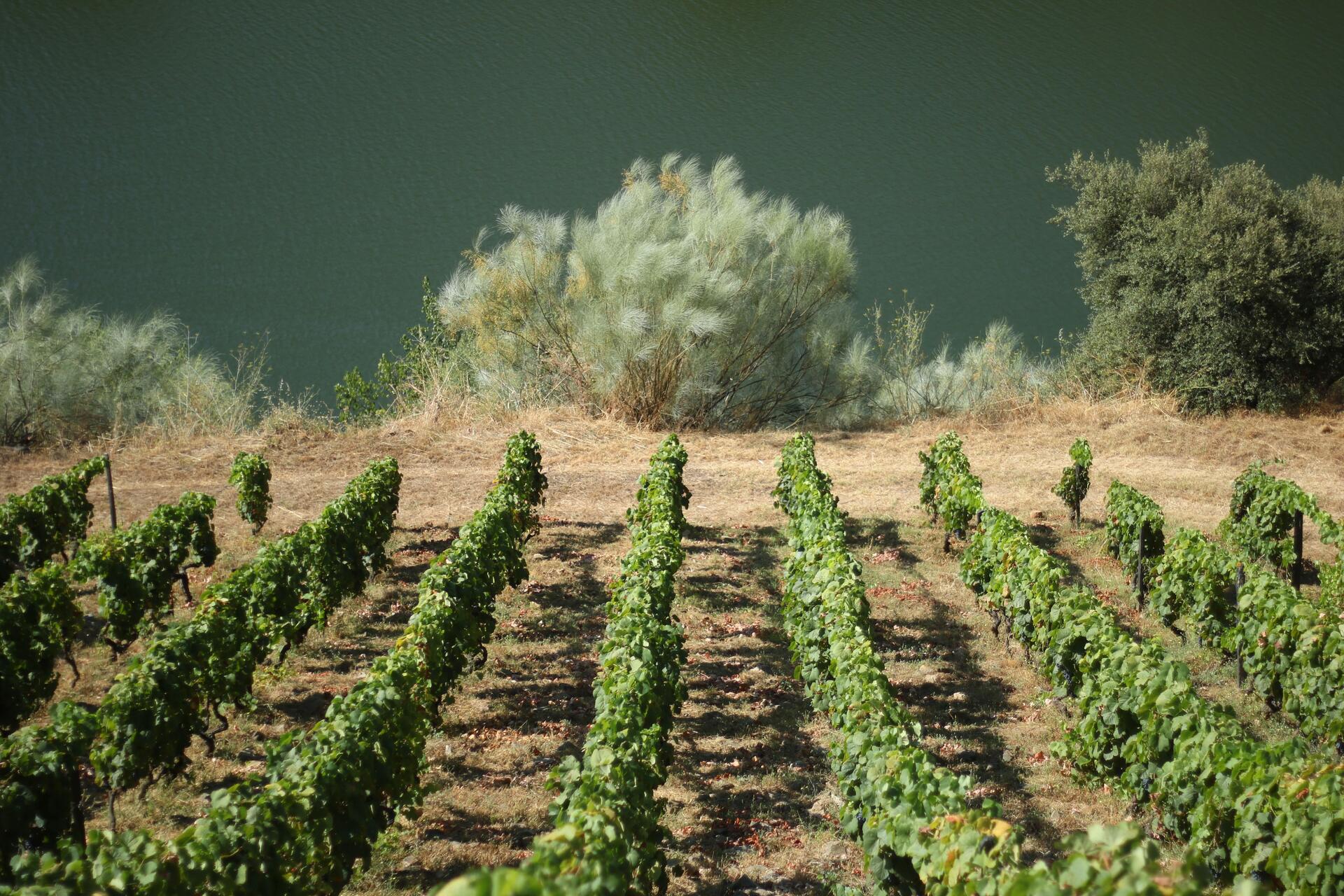 Quinta dos Murças – Visita & Prova Murças