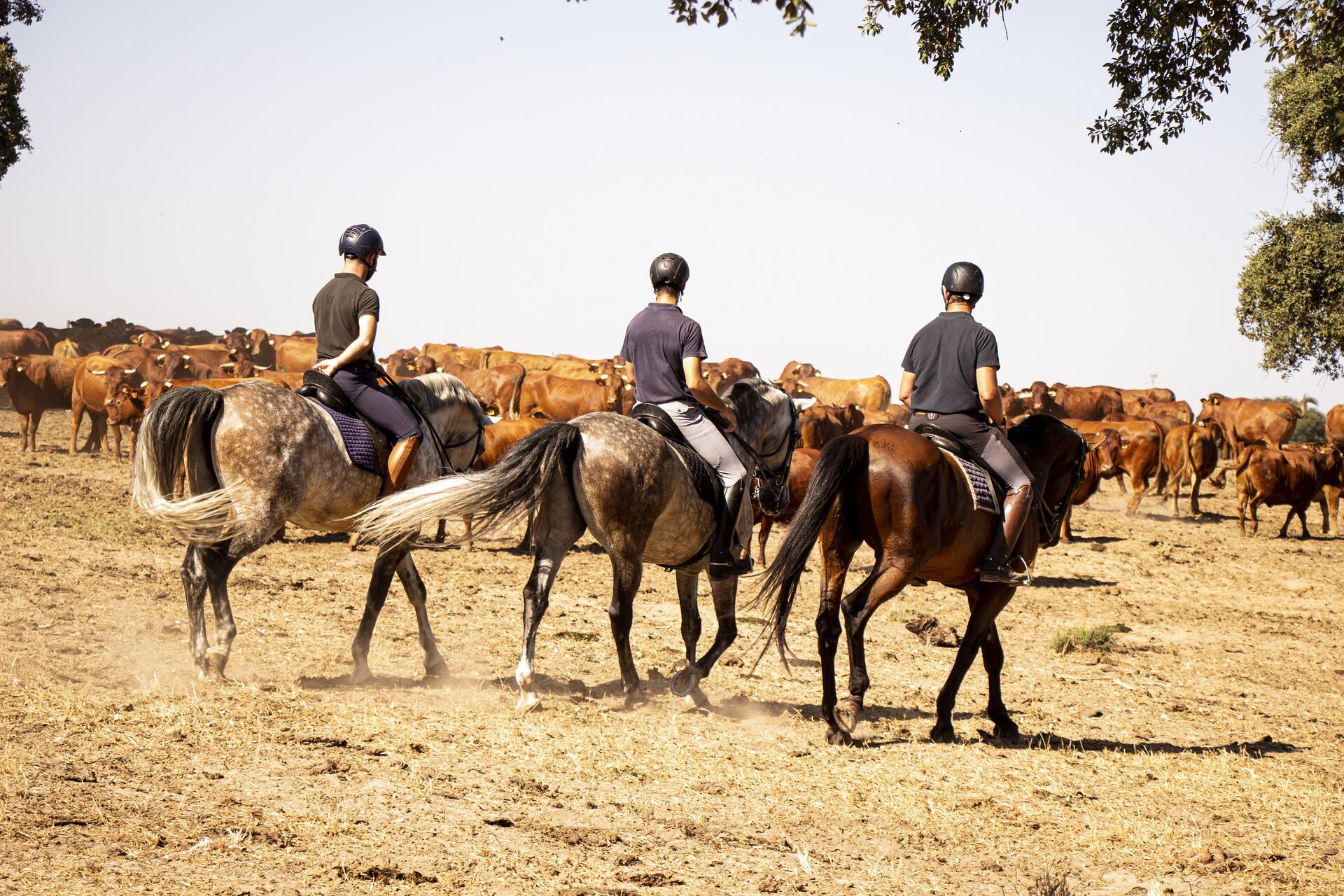 Quinta da Lagoalva – Visita & Almoço Regional