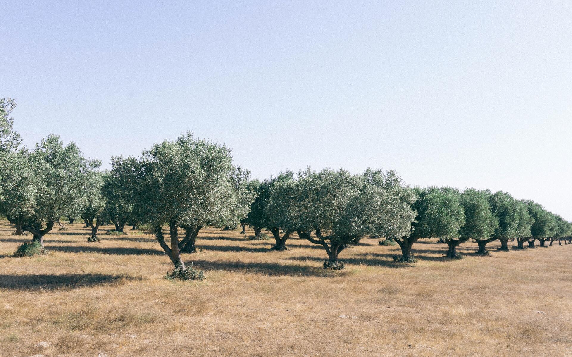 Quinta da Lagoalva – Curso de Vinhos & Almoço