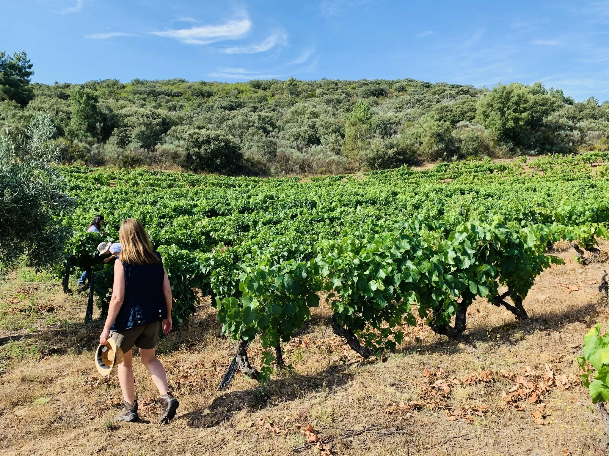 Quinta da Vineadouro – Passeio & Piquenique