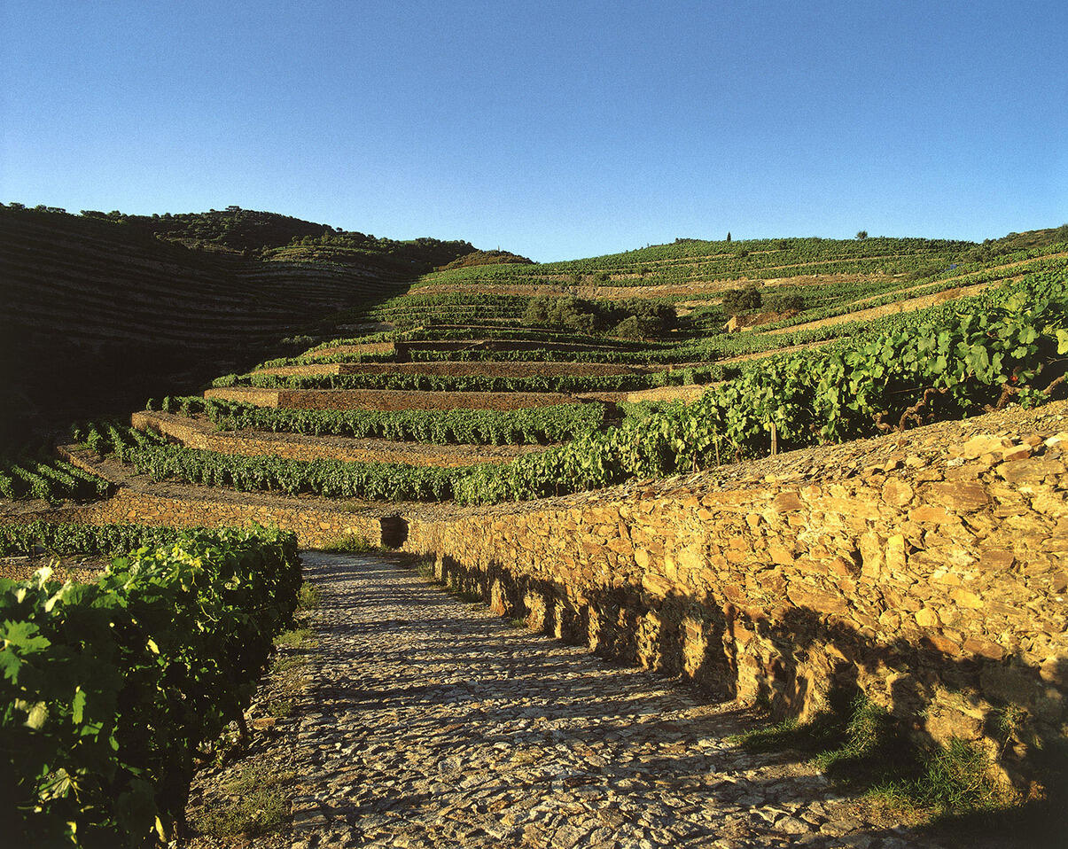 Quinta do Bomfim – Visita & Prova Premium