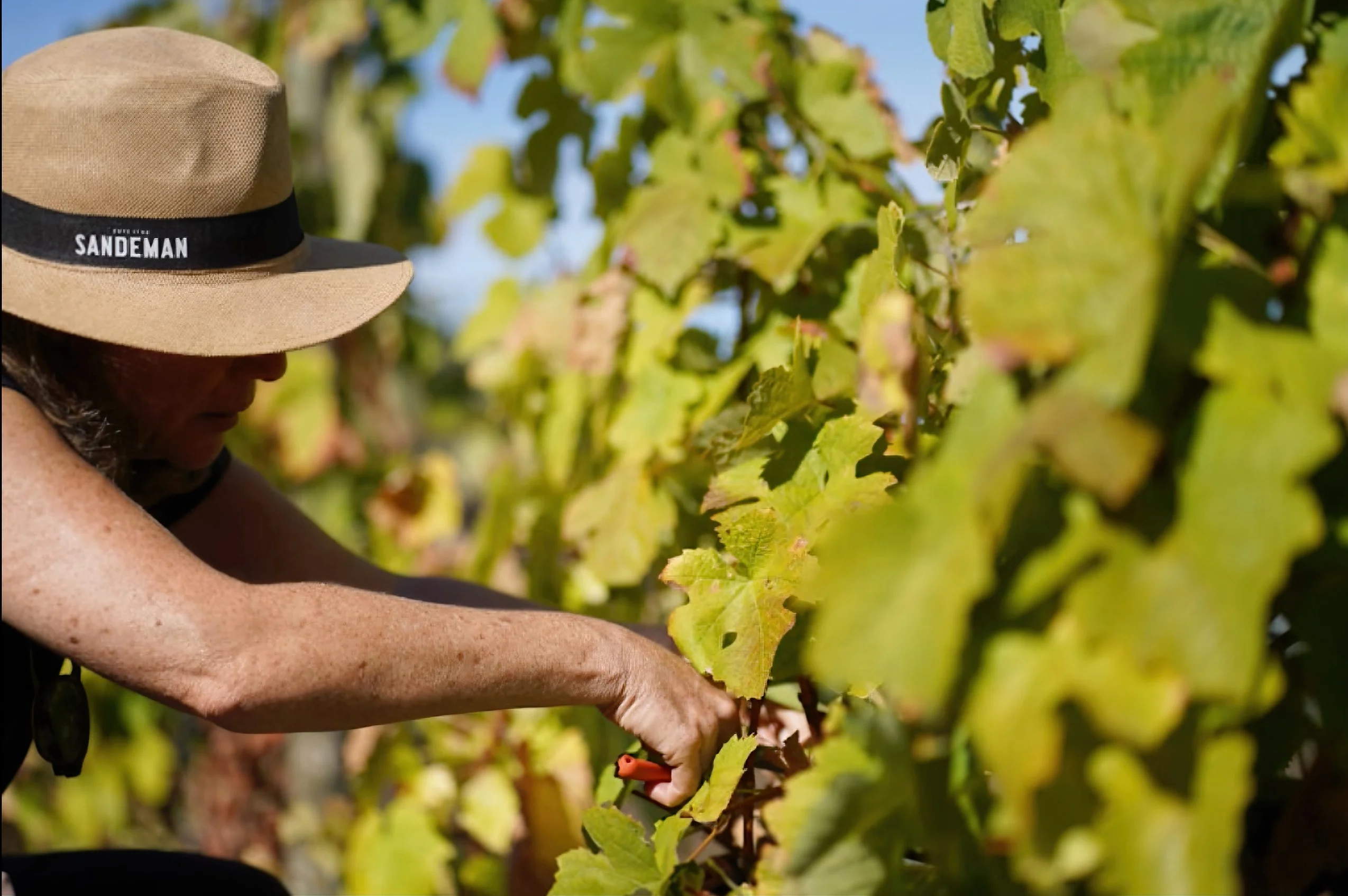 Quinta do Seixo – Programa Especial de Vindima