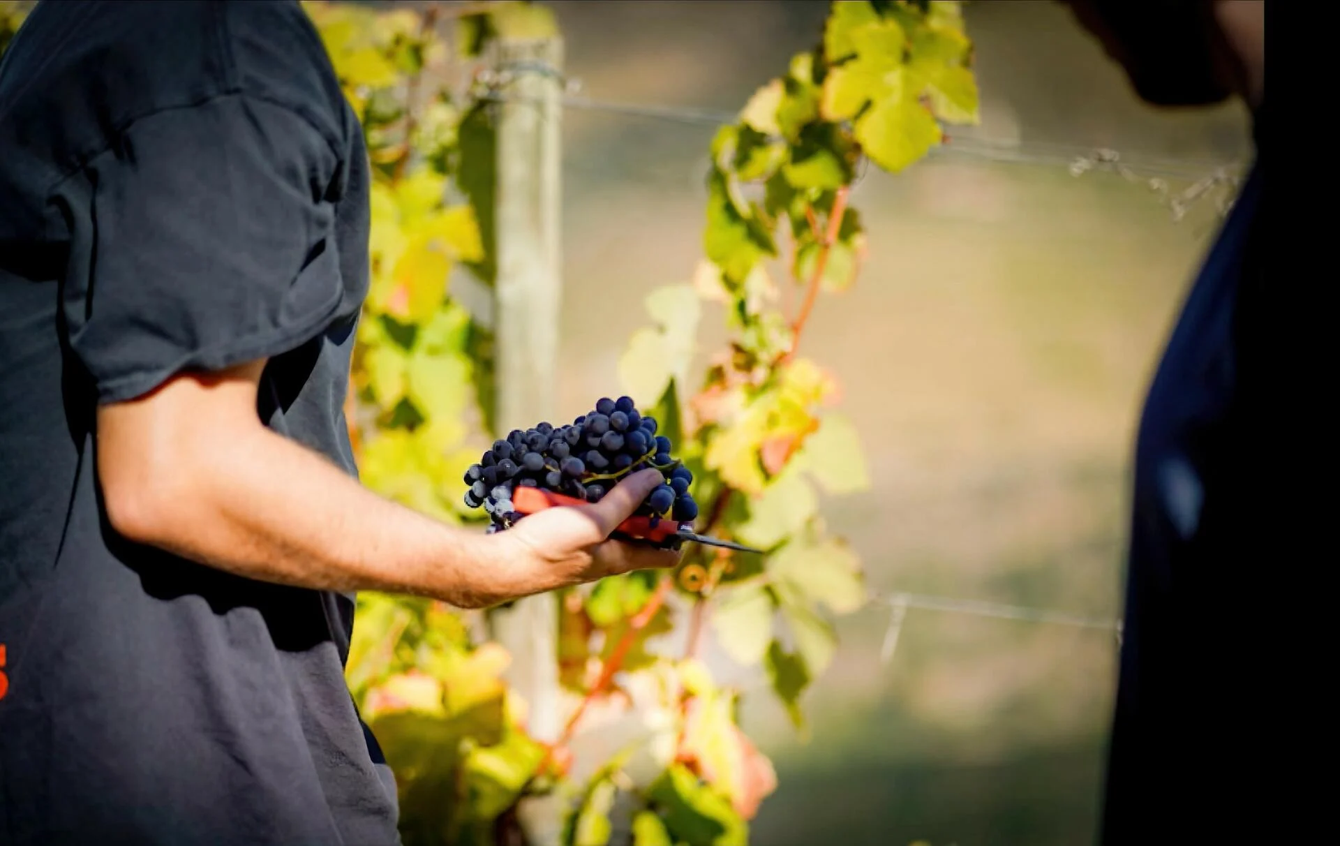 Quinta do Seixo – Programa Especial de Vindima