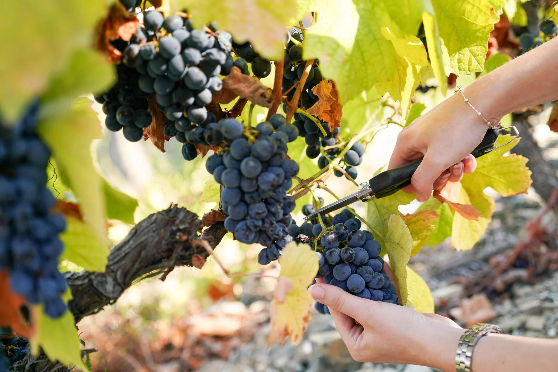 Quinta do Seixo – Programa Especial de Vindima