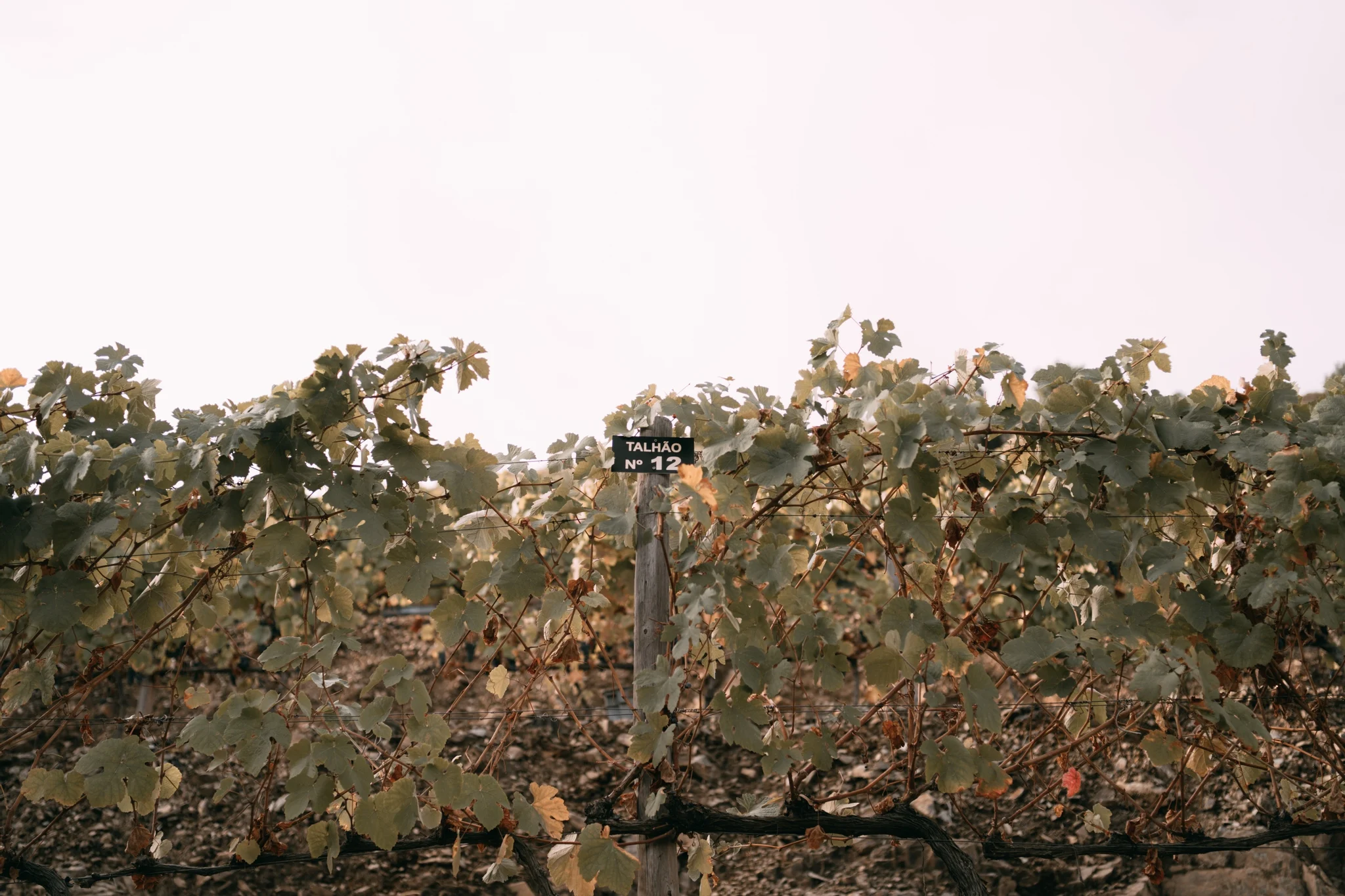 Quinta da Gricha – Terroir Tasting