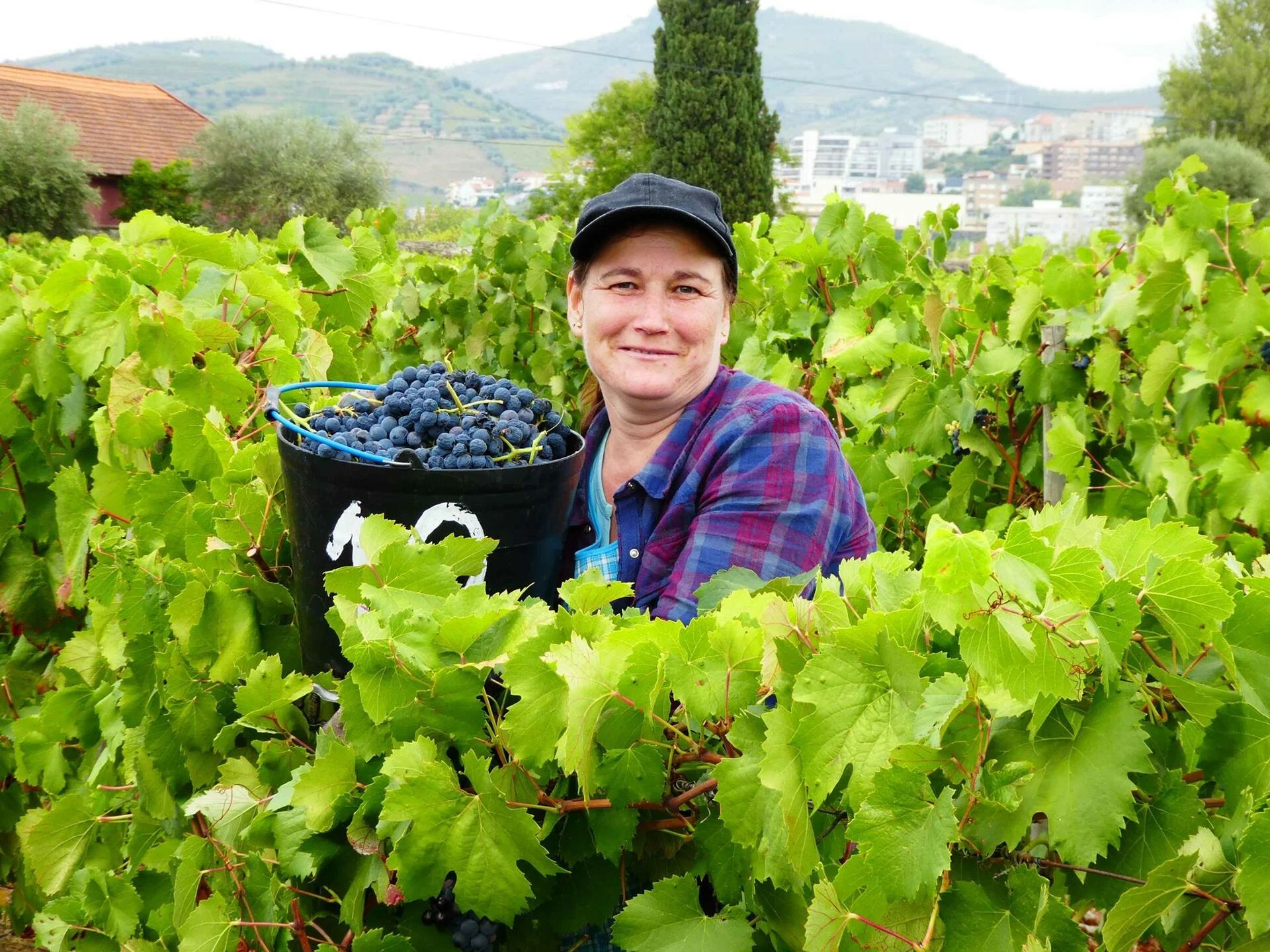 Quinta da Pacheca – Visita, Prova & Petiscos