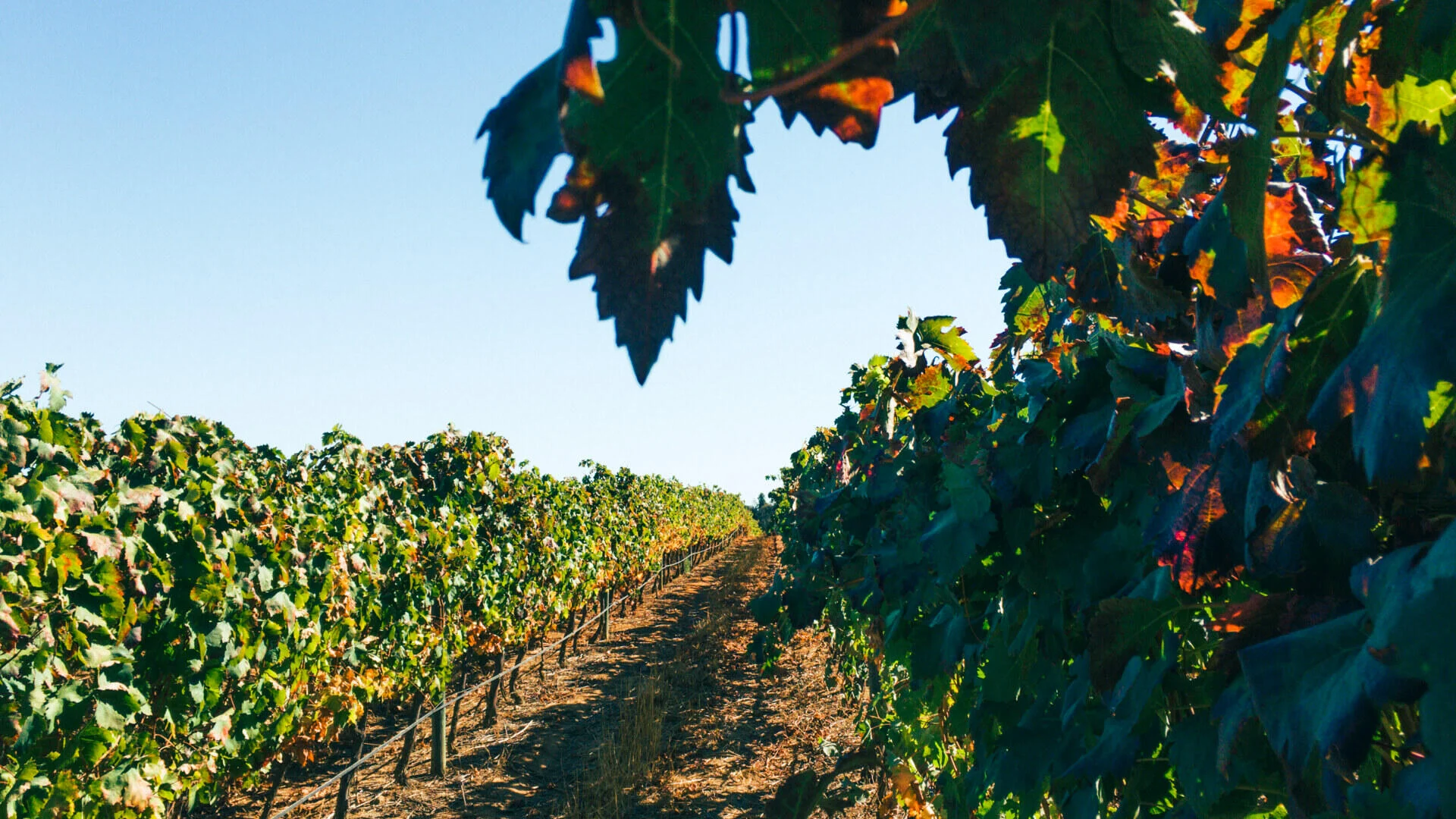 Paxá Wines – Piquenique “Sabores do Algarve”