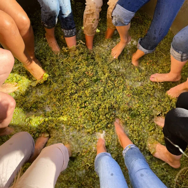 Quinta do Gradil – Vindimas na Quinta