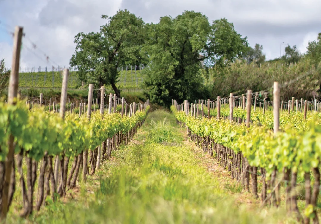 Cas’Amaro – Programa de Vindimas com Almoço