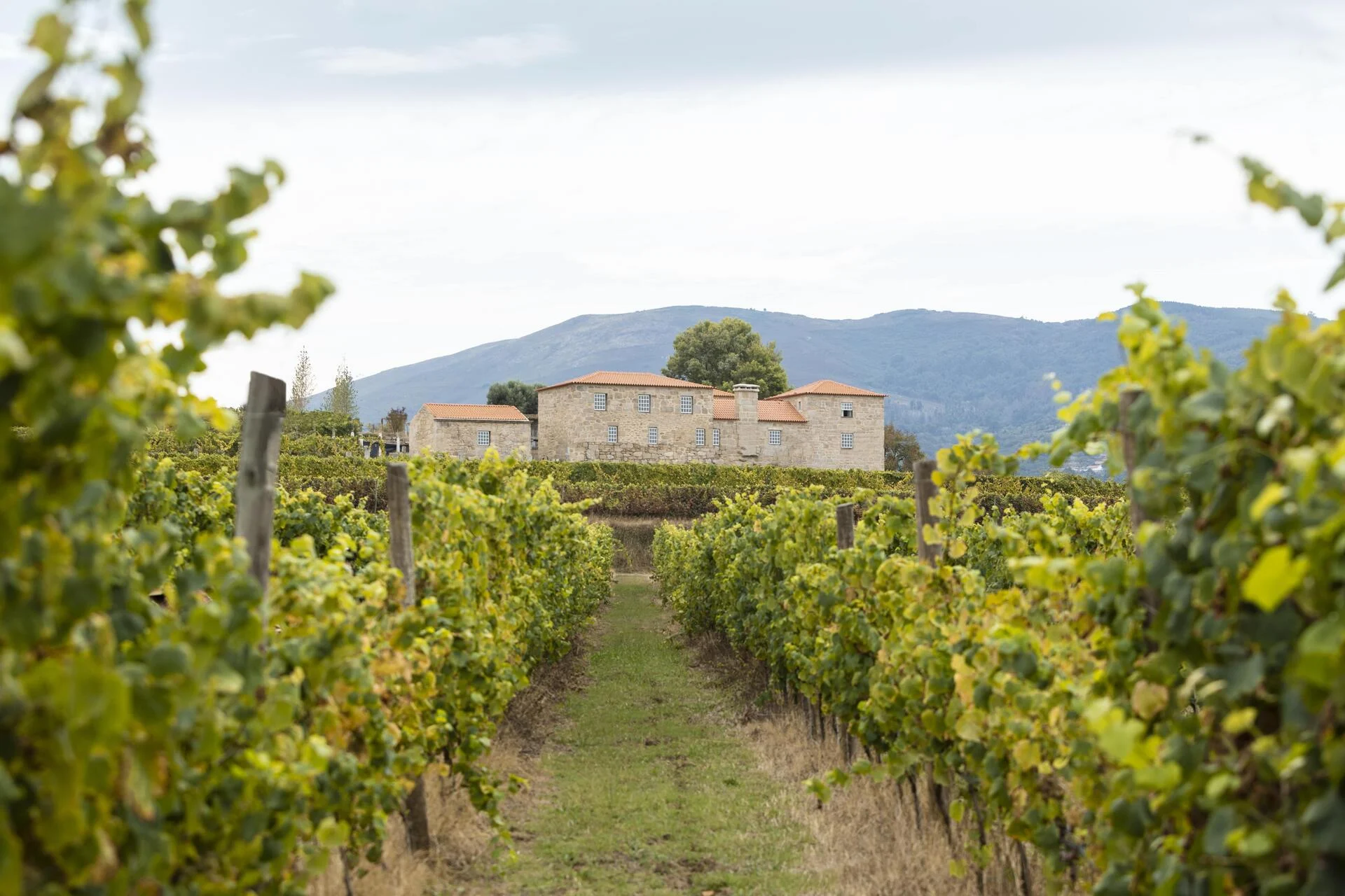 Quinta da Torre – À Descoberta do Loureiro