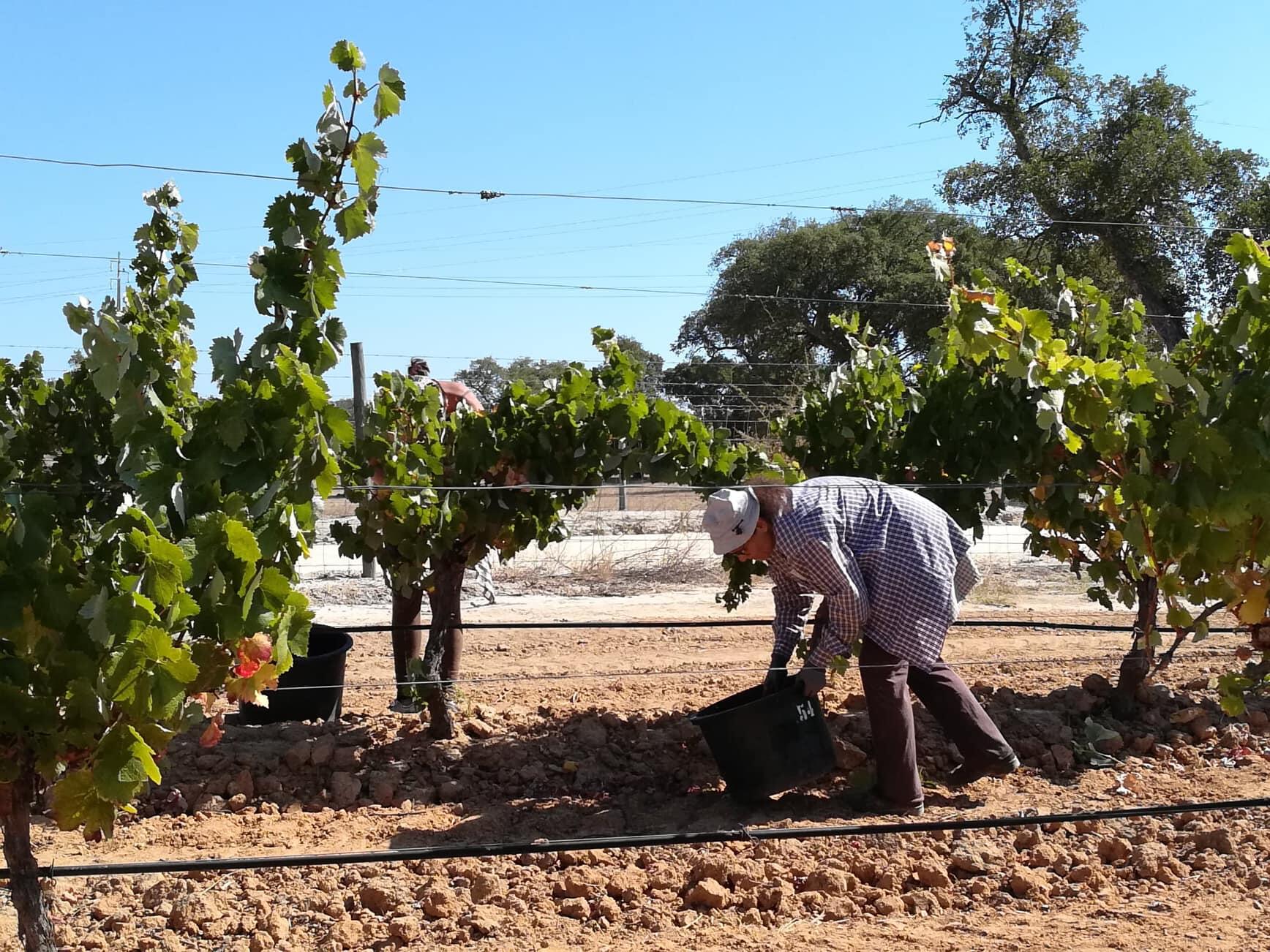 Herdade da Ajuda – Visita & Prova de 3 Vinhos