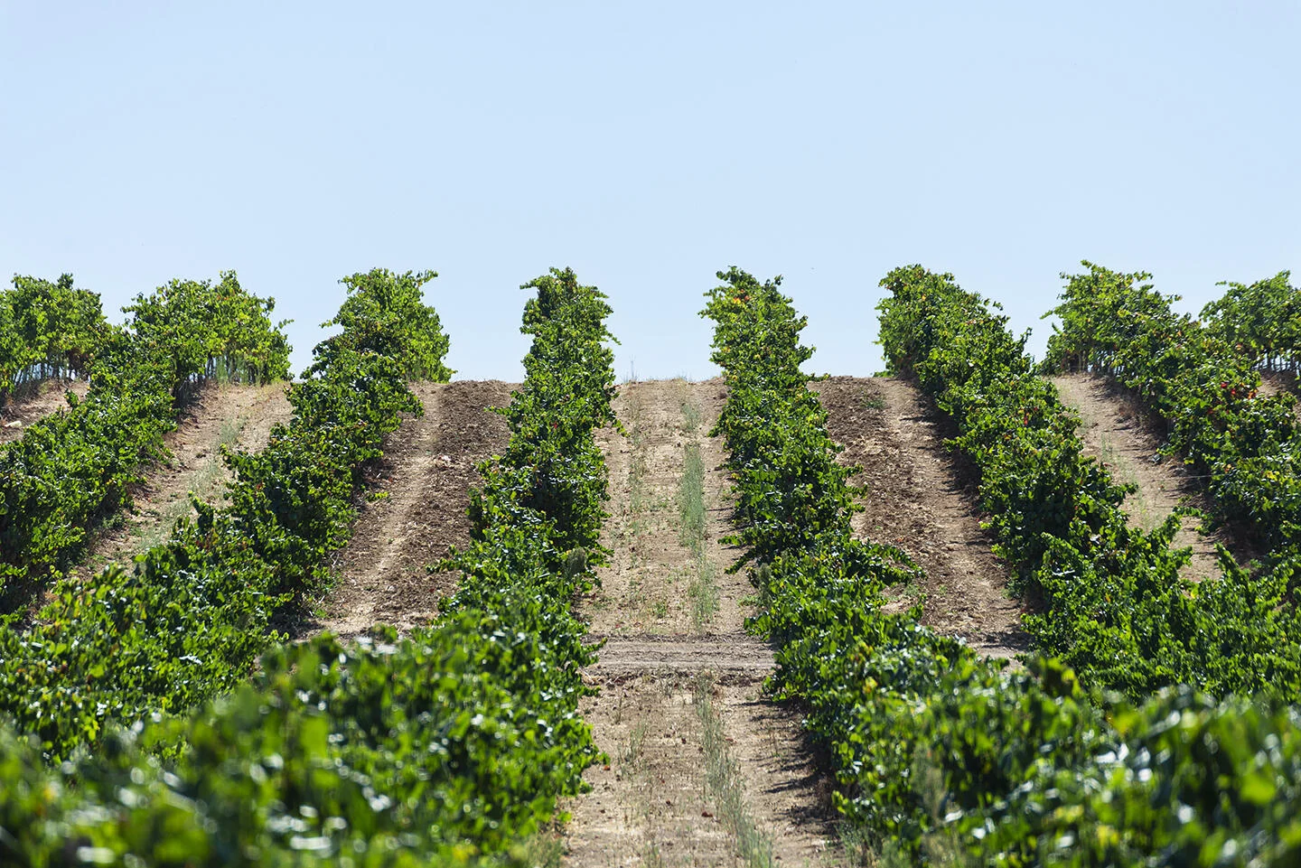 Herdade da Ajuda – Visita & Prova de 3 Vinhos