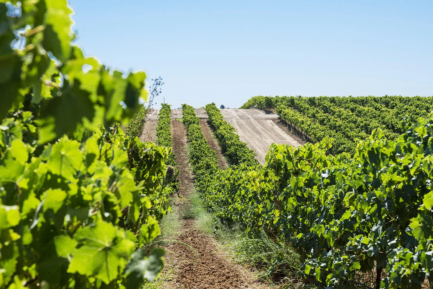 Herdade da Ajuda – Visita & Prova de 3 Vinhos