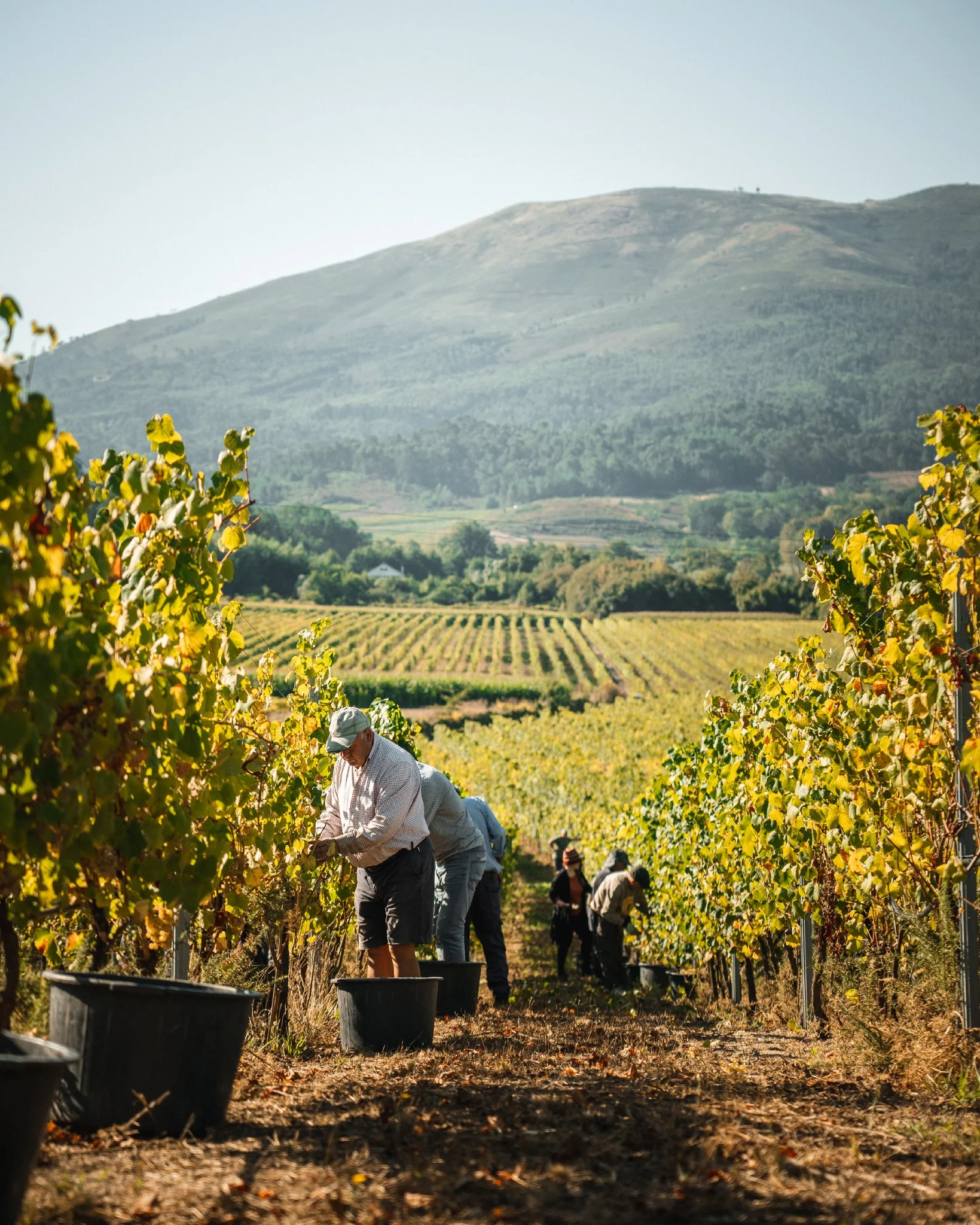 Quinta da Torre – Experiência de Vindima