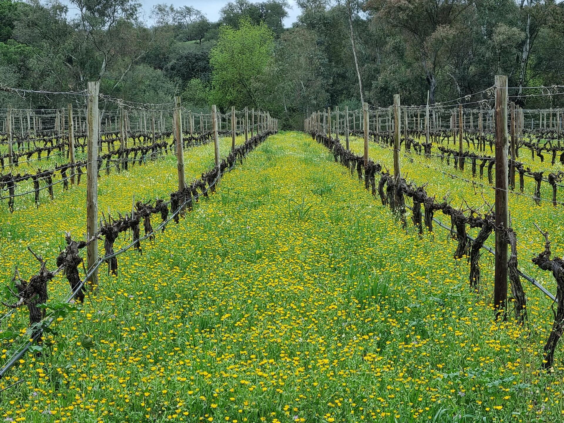 Herdade Canal Caveira – SB 4 Vinhos & Tapas