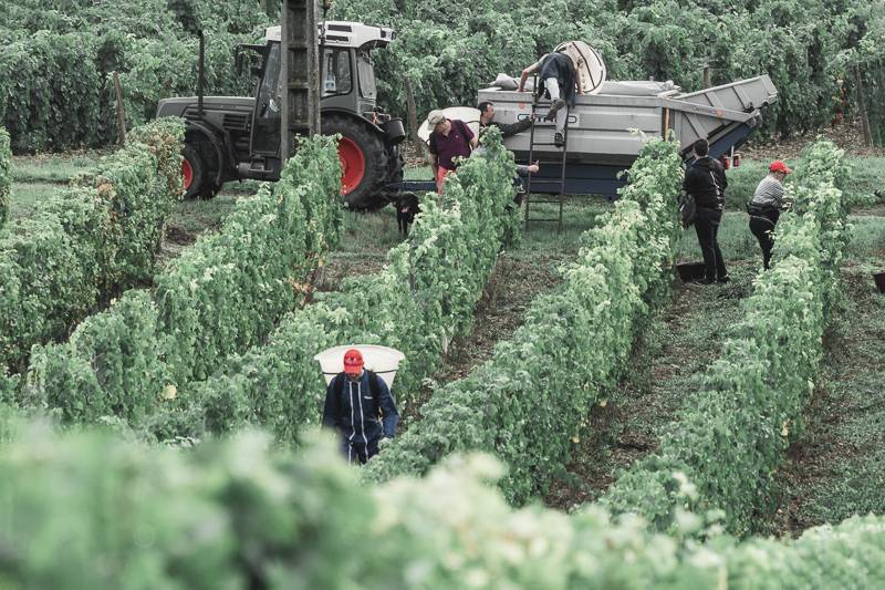 Harvester for a day in the Loire on October 5