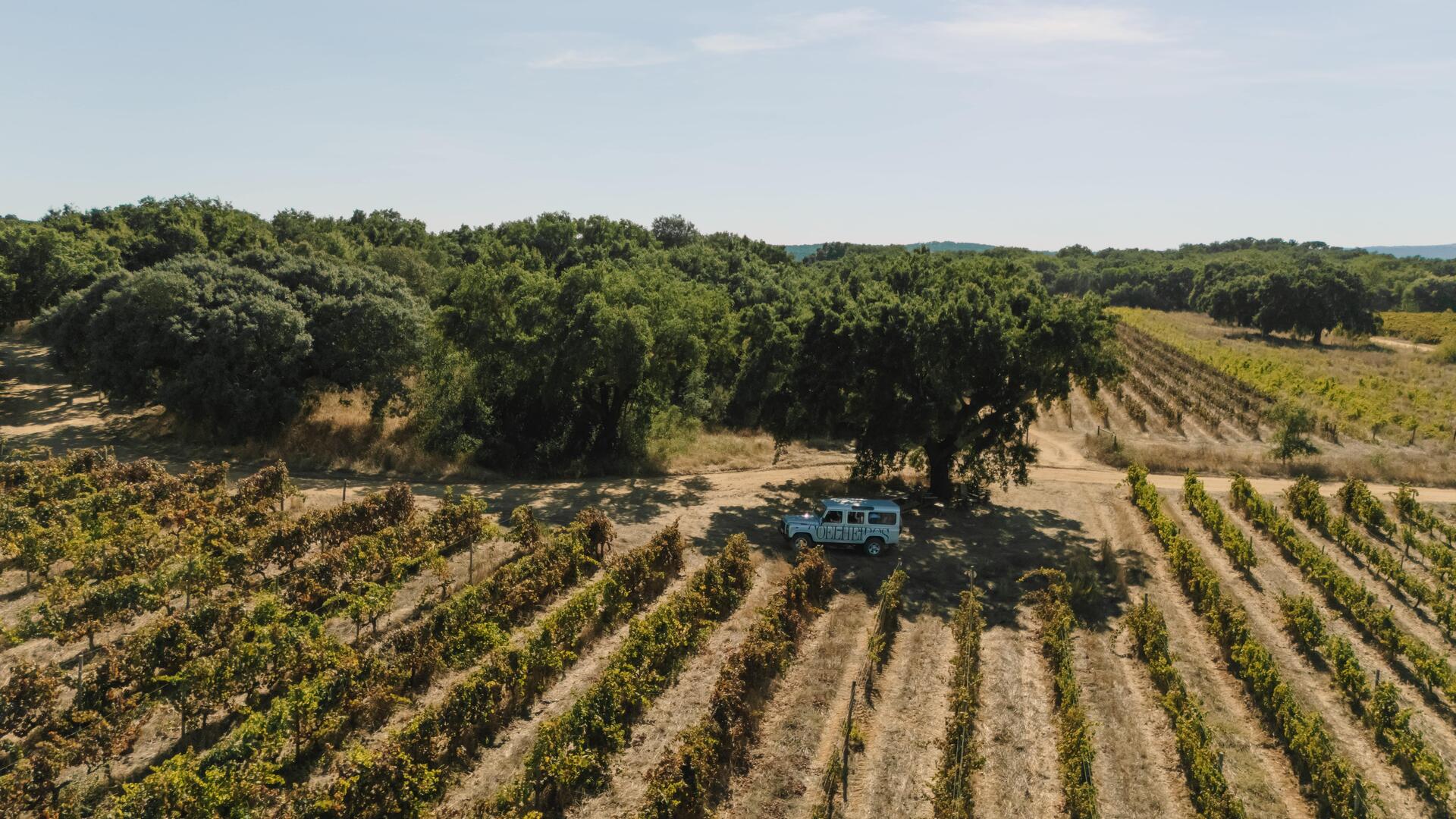 Programa Especial de Vindima