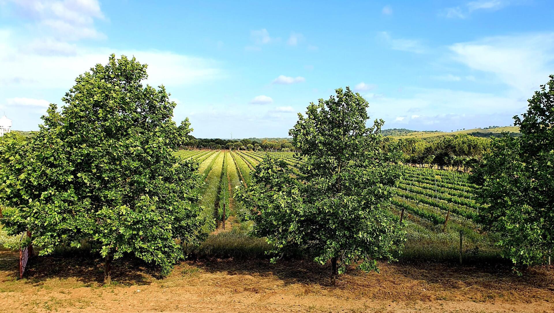 Herdade Canal Caveira – Visita & Piquenique