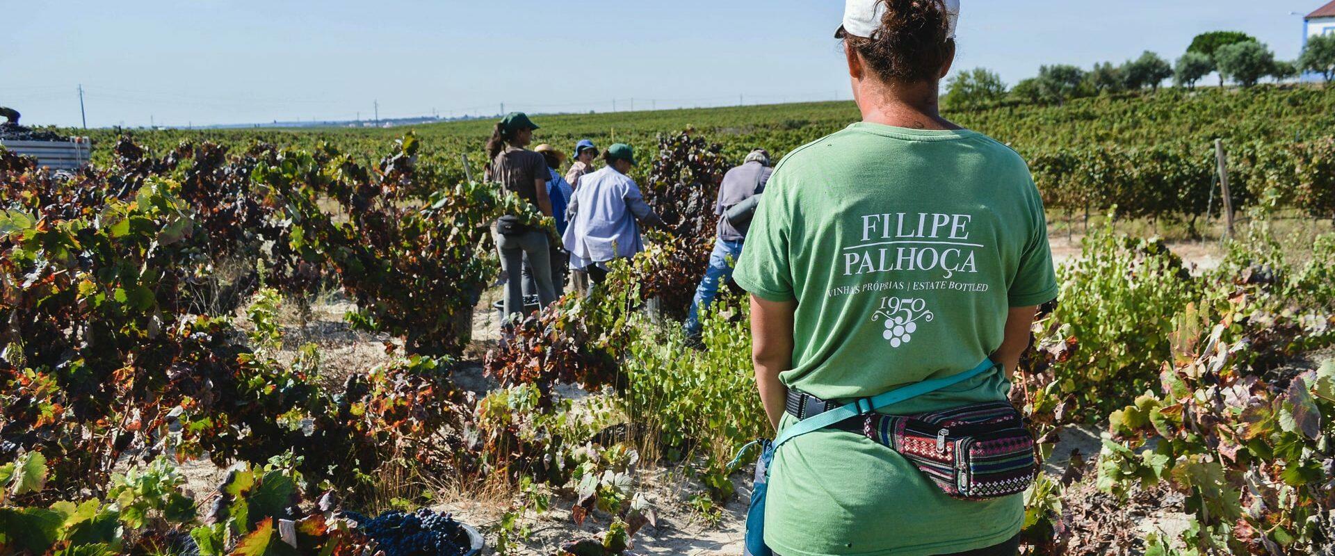 Filipe Palhoça Vinhos – Visita Exclusiva