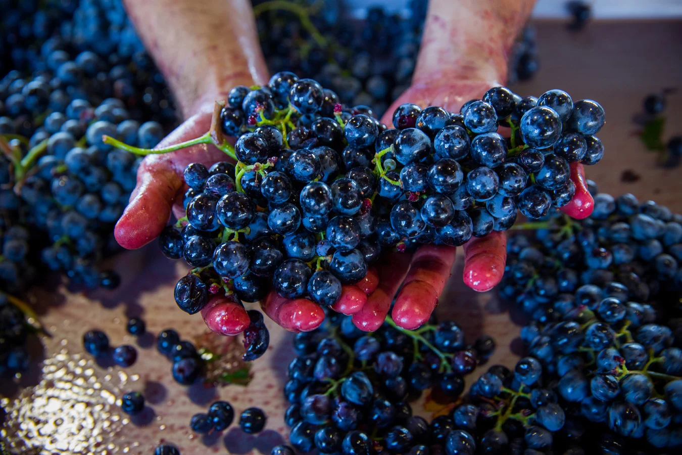 Quinta de Ventozelo – Prova Especial Douro DOC