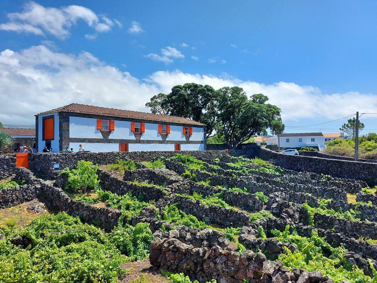 Vinhos Vulcânicos dos Açores