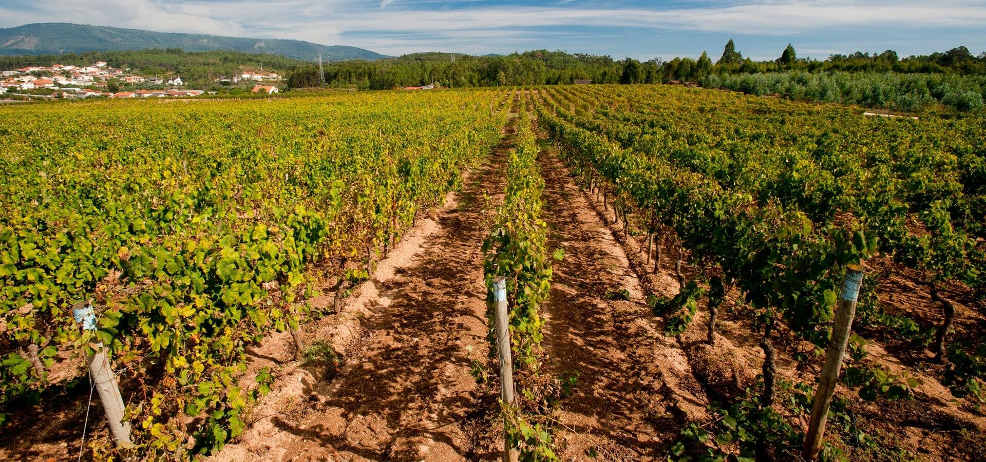 MESSIAS – Messias Bairrada