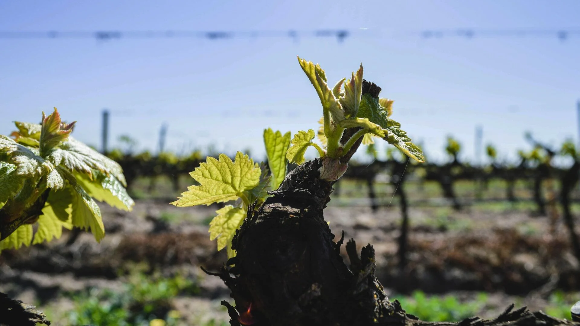 Filipe Palhoça Vinhos – Visita Exclusiva