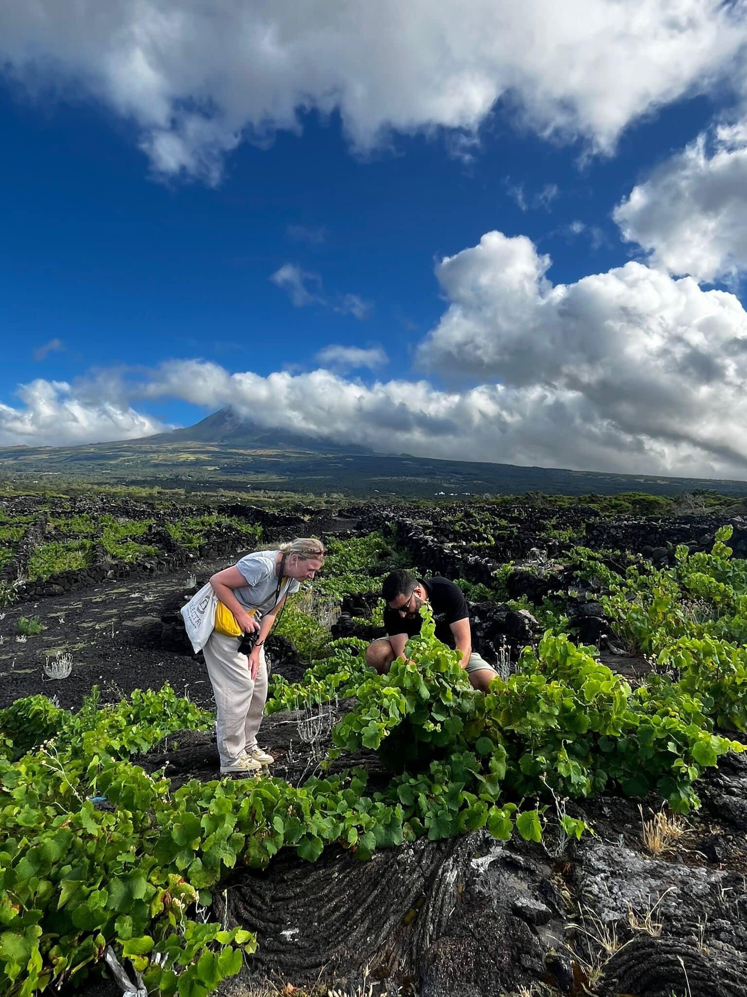 Vinhos Vulcânicos dos Açores