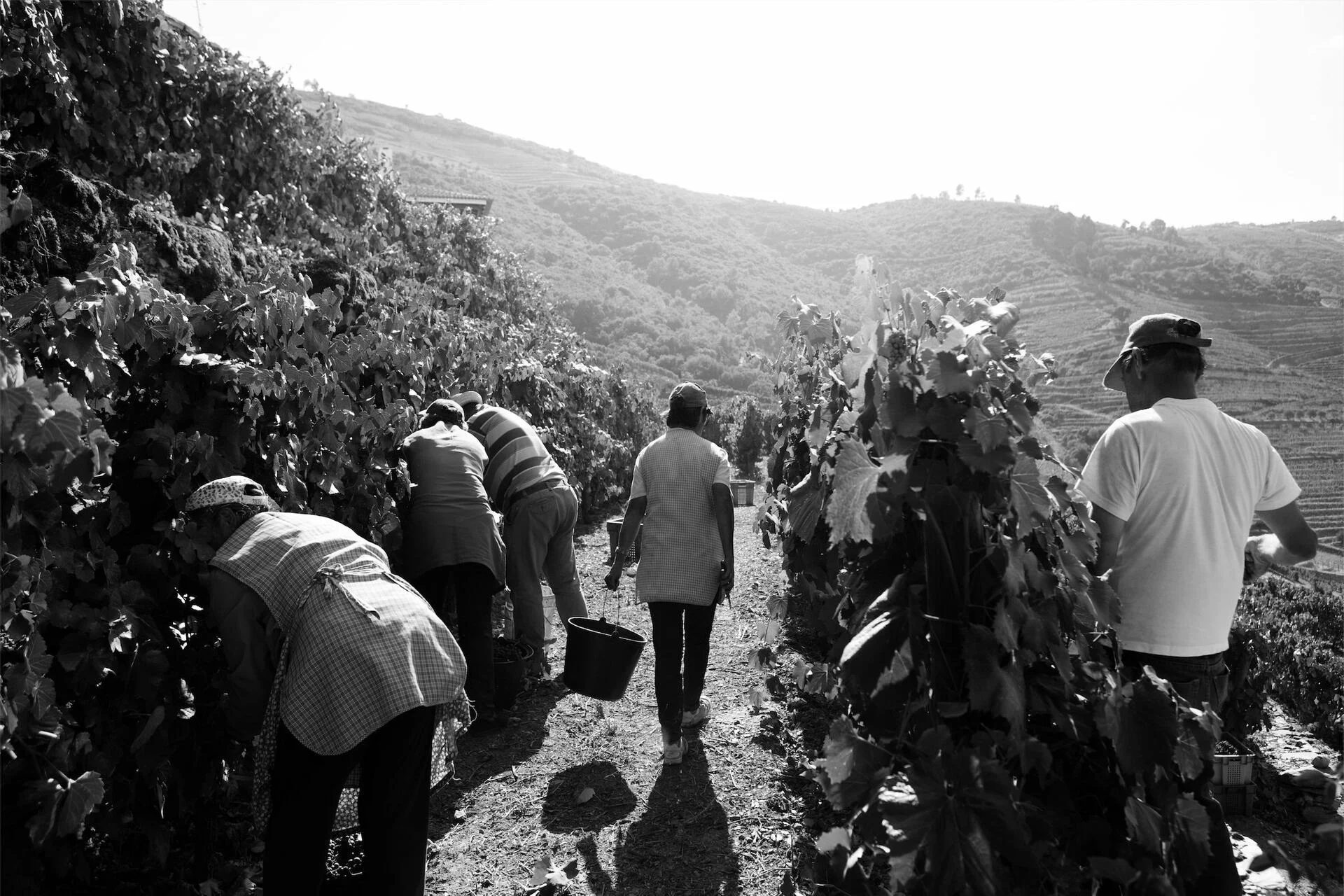 Quinta da Gricha – Atividade de Vindimas