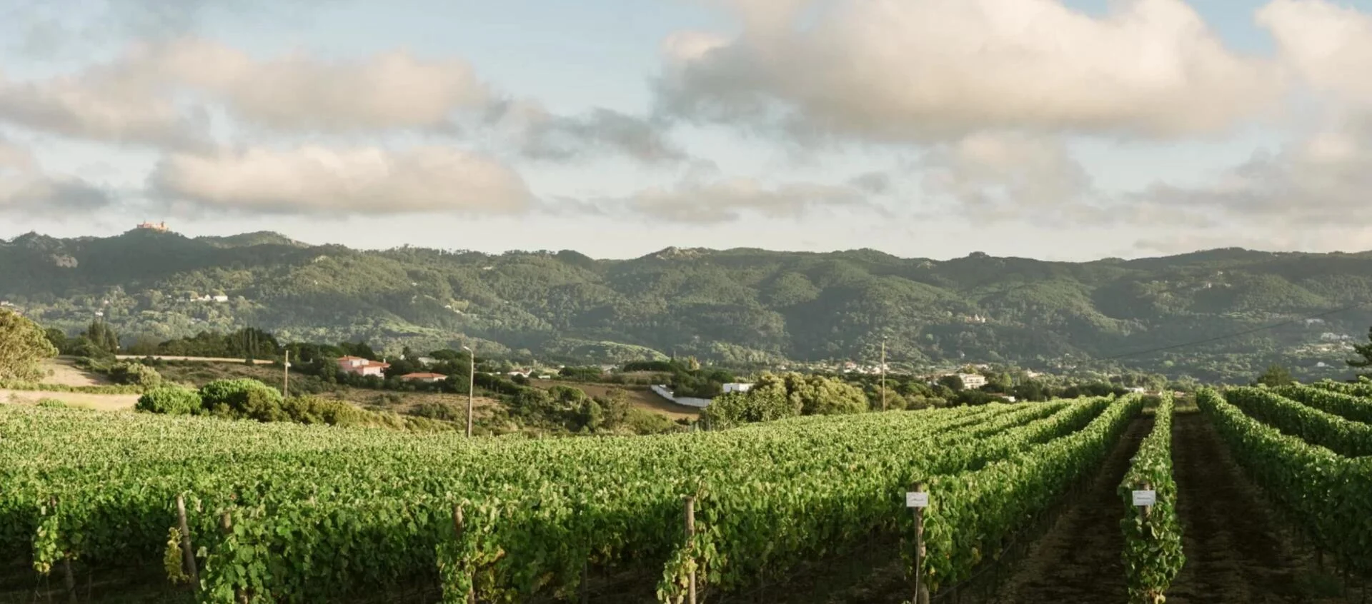 Quinta de San Michel – A Espuma de Janas