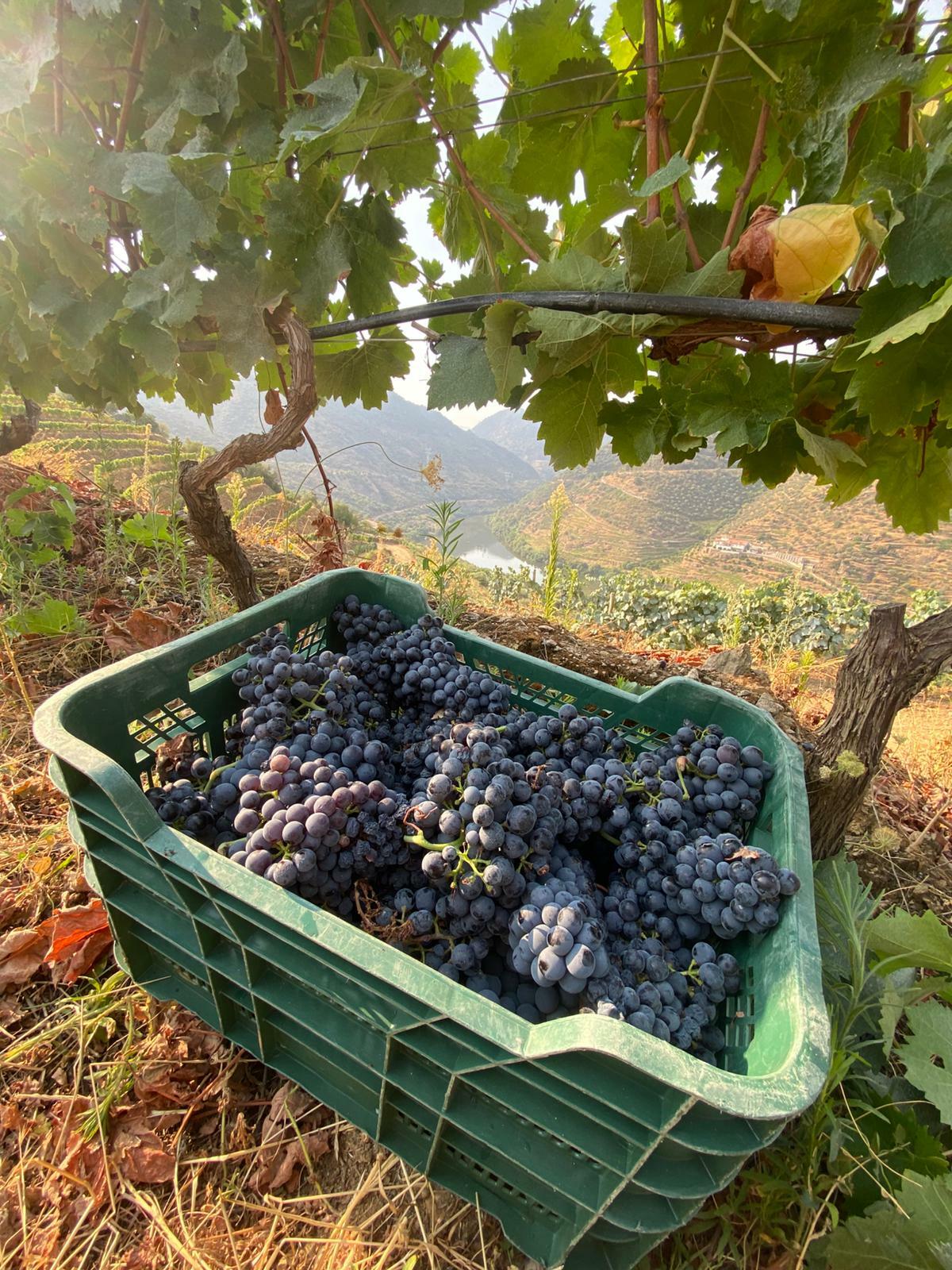 Quevedo – Vindima Autêntica