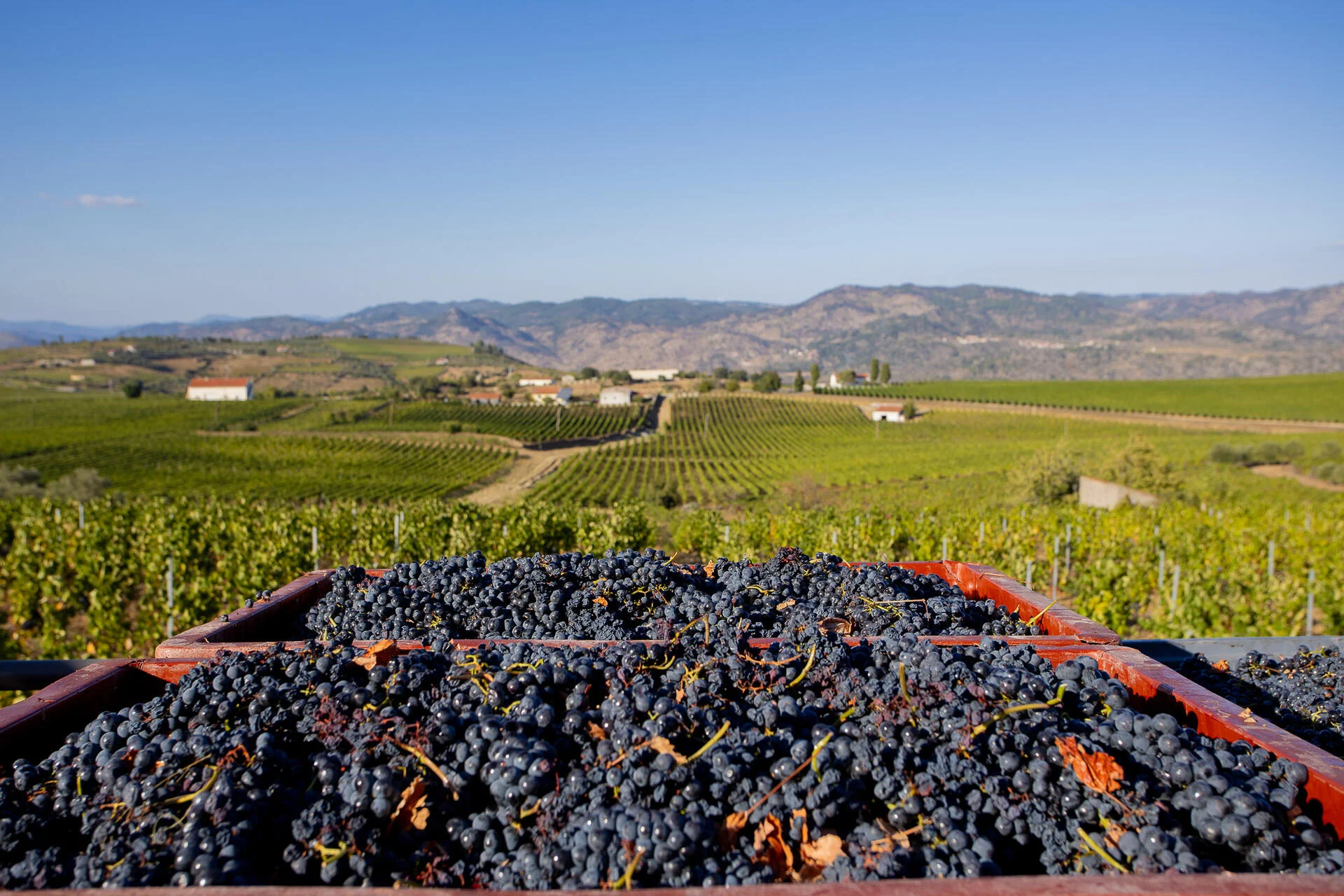 Quevedo – Vindima Autêntica