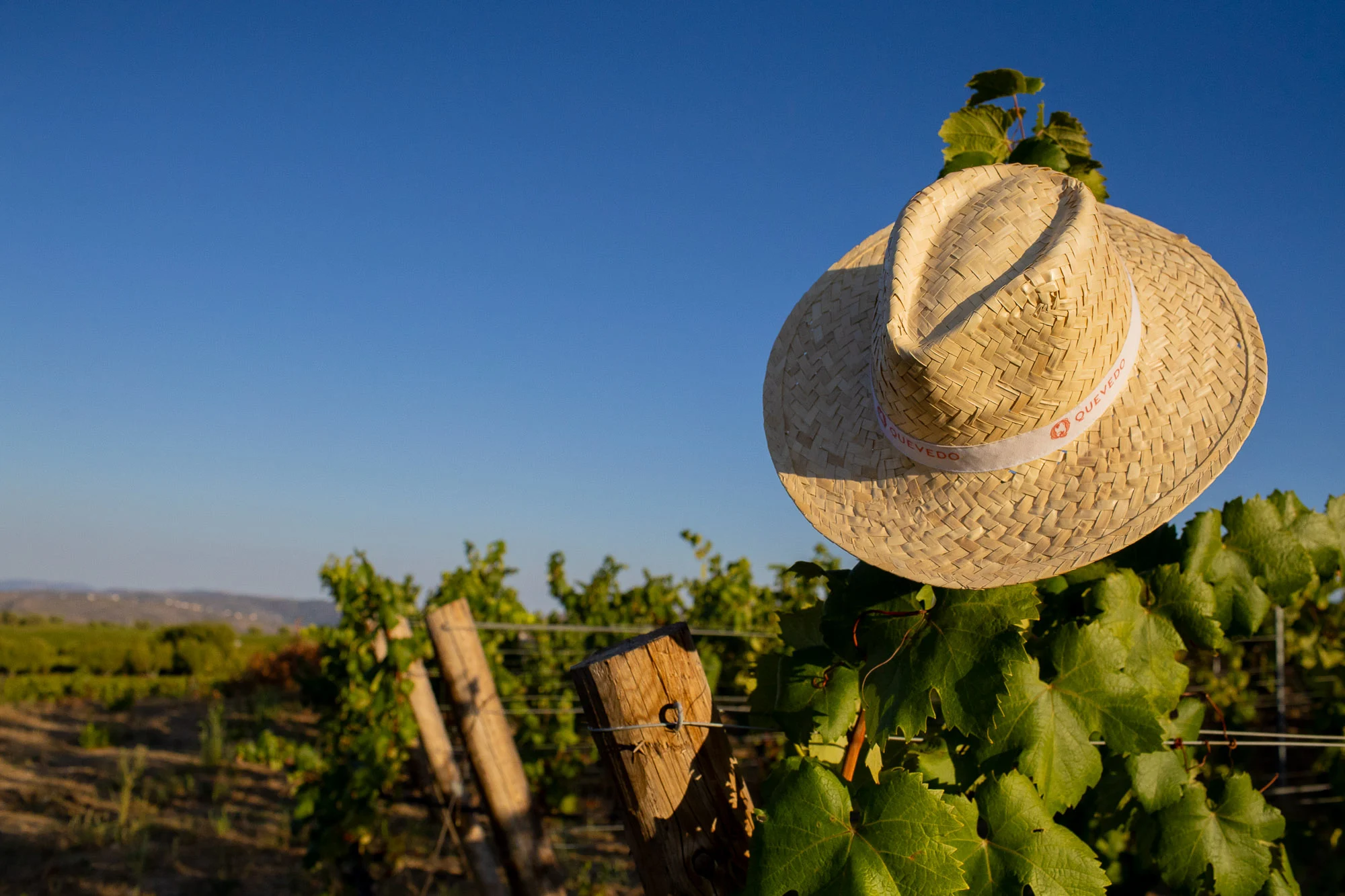 Quevedo – Vindima Autêntica