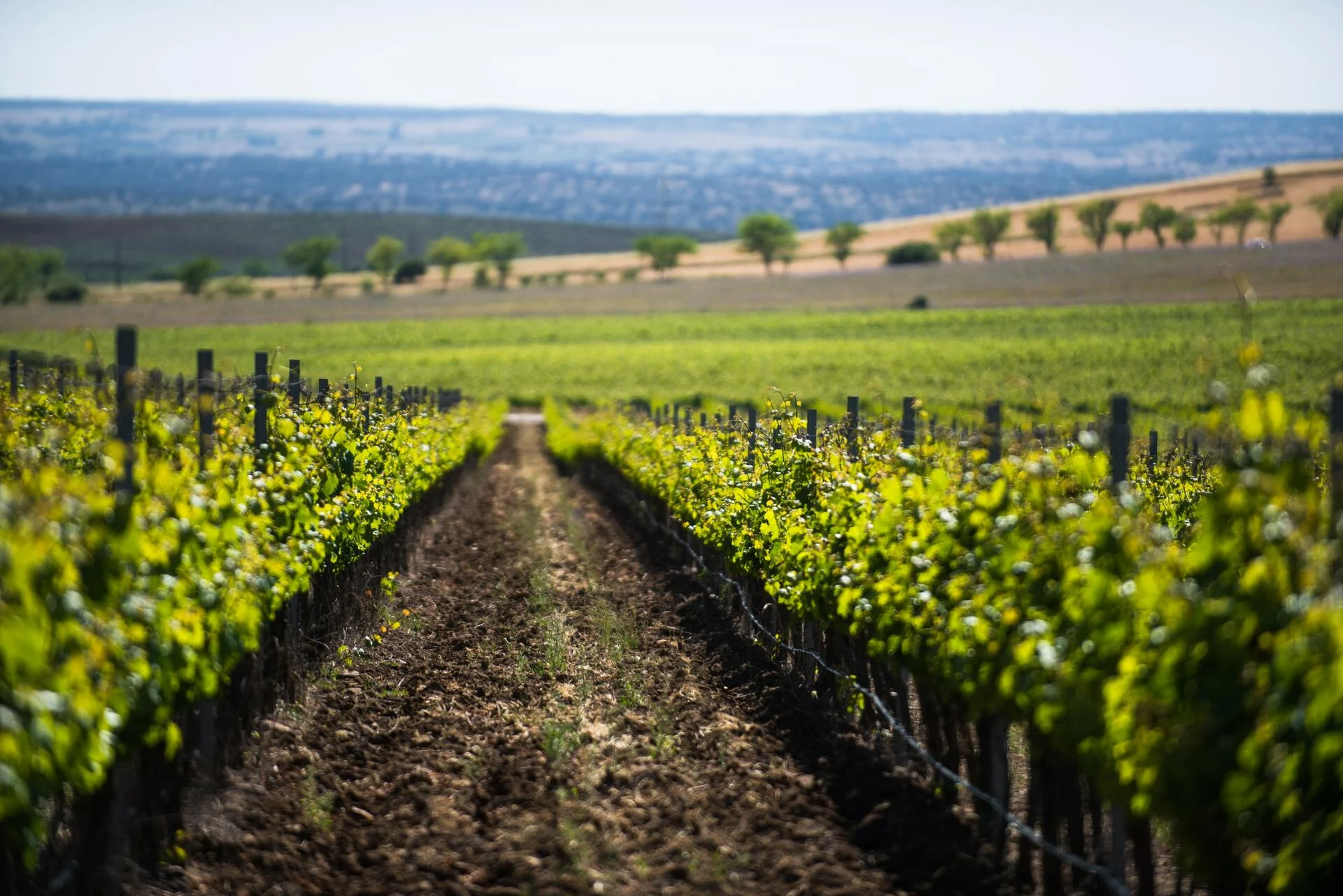 Adega Mayor – Degustação & Tapas