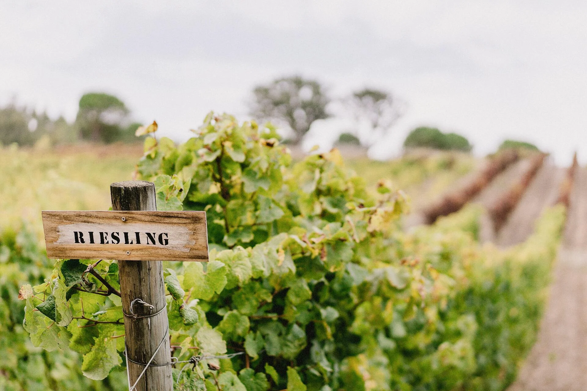 Quinta de Sant’Ana – Piquenique nas Vinhas