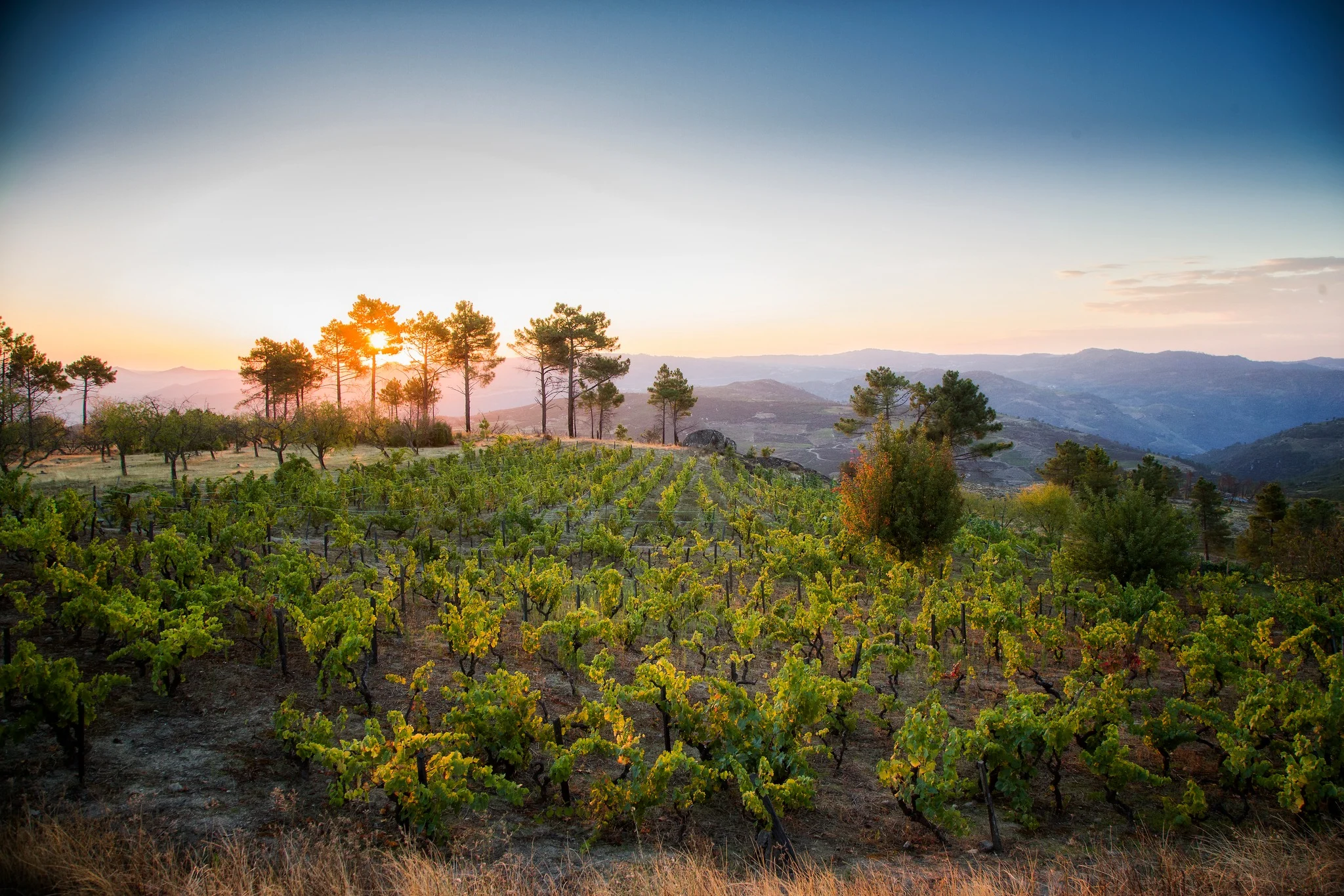 Adega Maçanita – Com ou Sem Madeira?