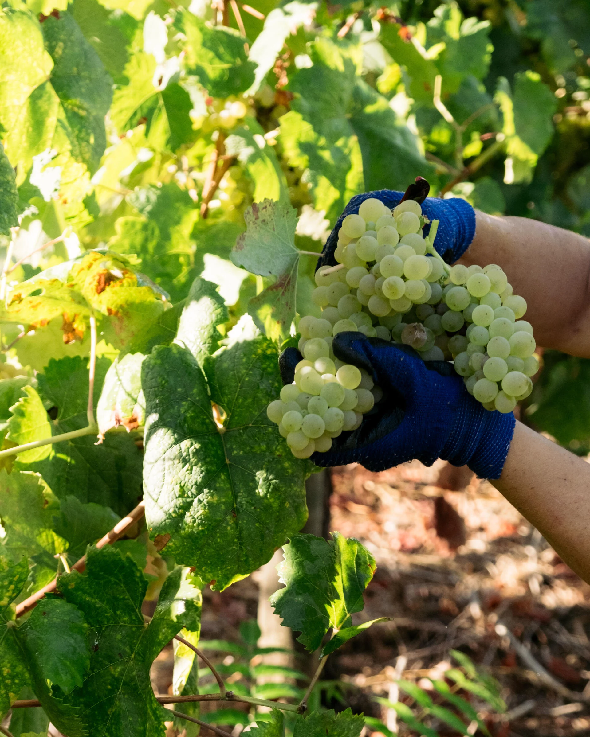 Casa Santa Eulália – Vindima