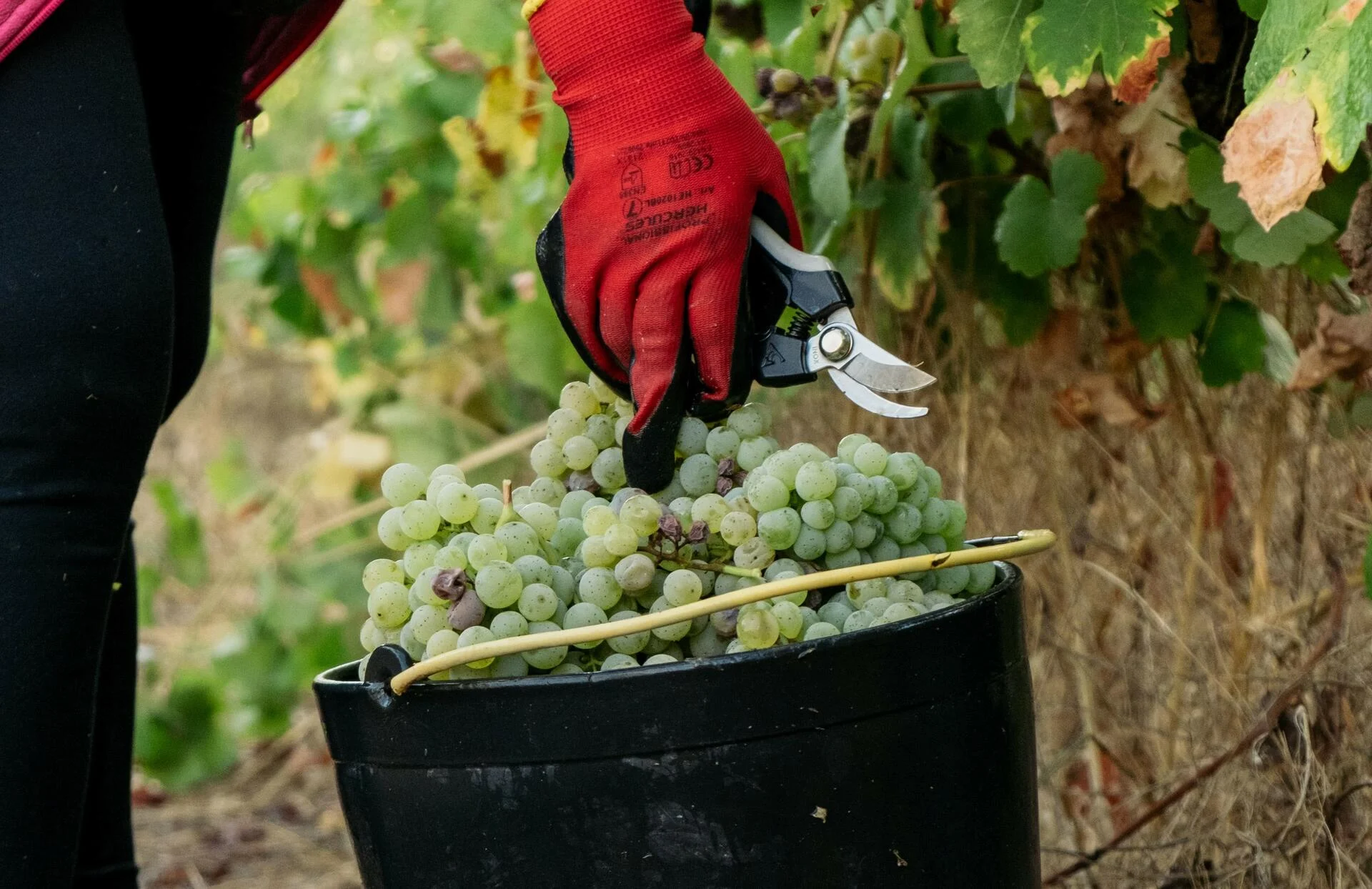 Casa Santa Eulália – Vindima