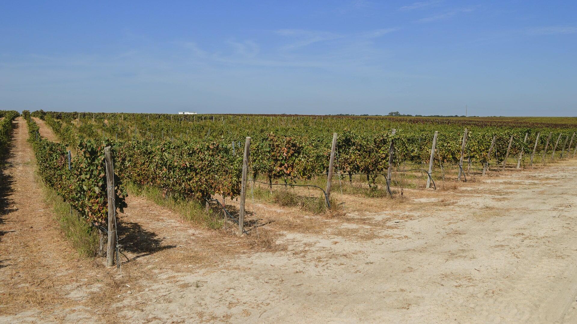 Filipe Palhoça Vinhos – Visita & Prova de 5 Vinhos