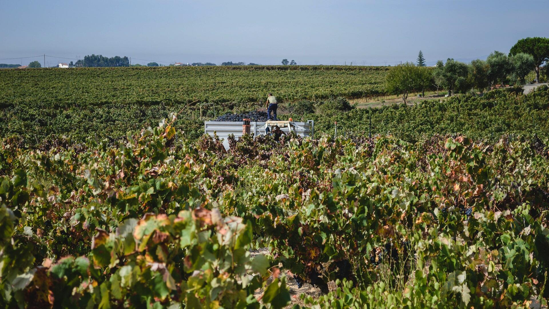 Filipe Palhoça Vinhos – Visita & Prova de 5 Vinhos