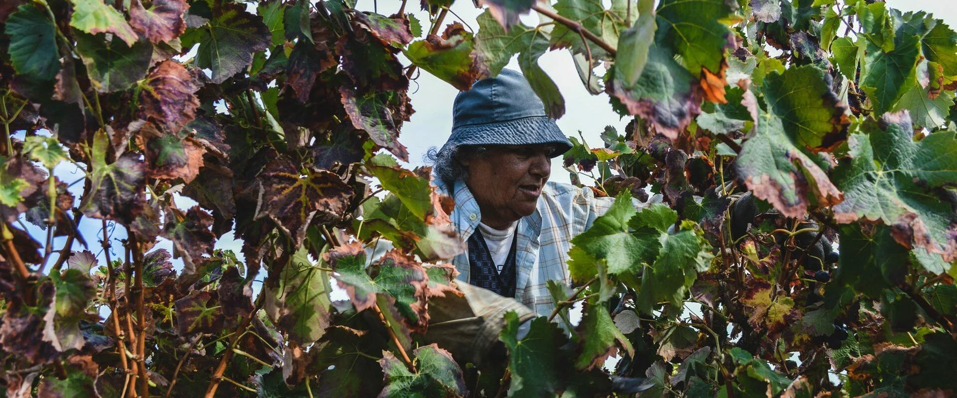 Filipe Palhoça Vinhos – Picnic nas Vinhas